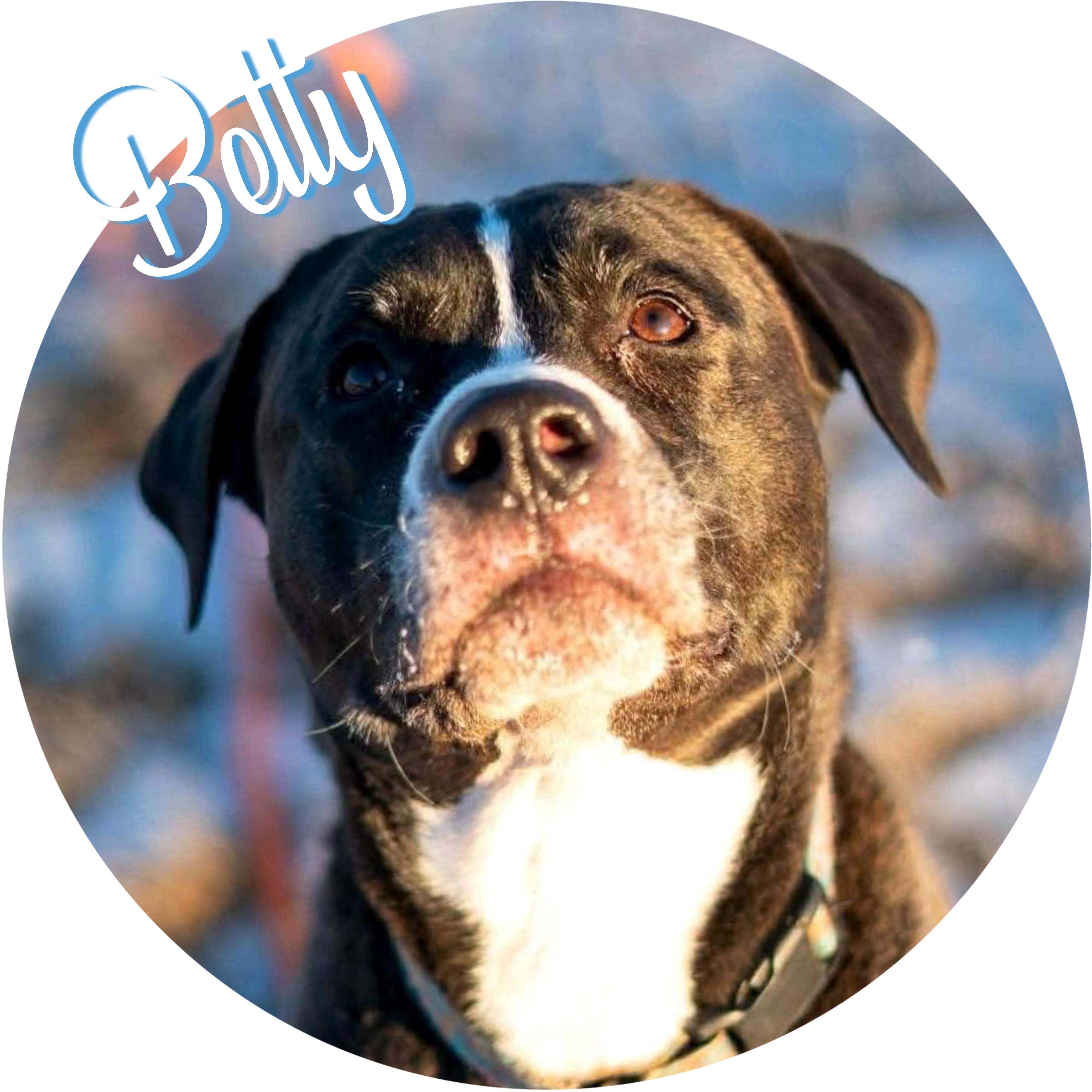 Enlarge Betty, a ADOPTABLE mixed breed in Wasilla, AK image 1/4