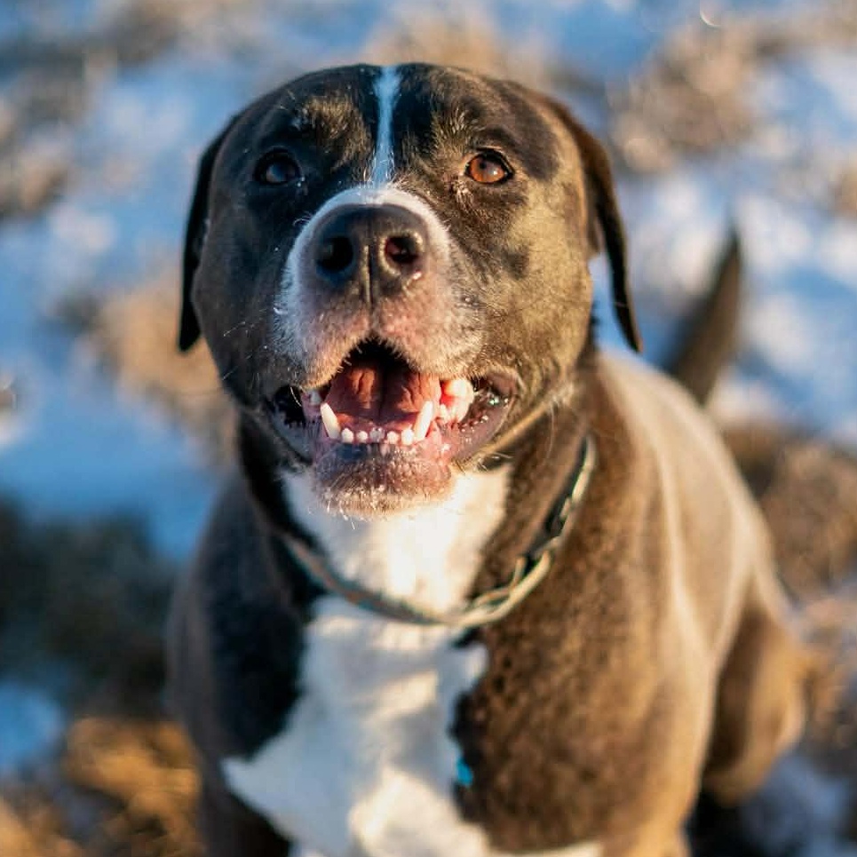 Enlarge Betty, a ADOPTABLE mixed breed in Wasilla, AK image 1/3
