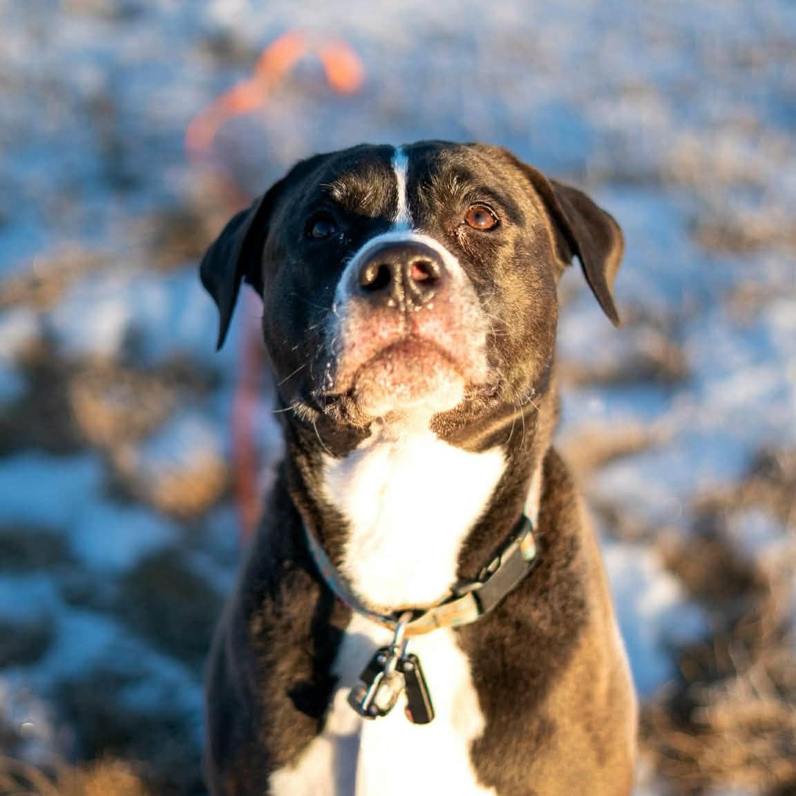Enlarge Betty, a ADOPTABLE mixed breed in Wasilla, AK image 3/3