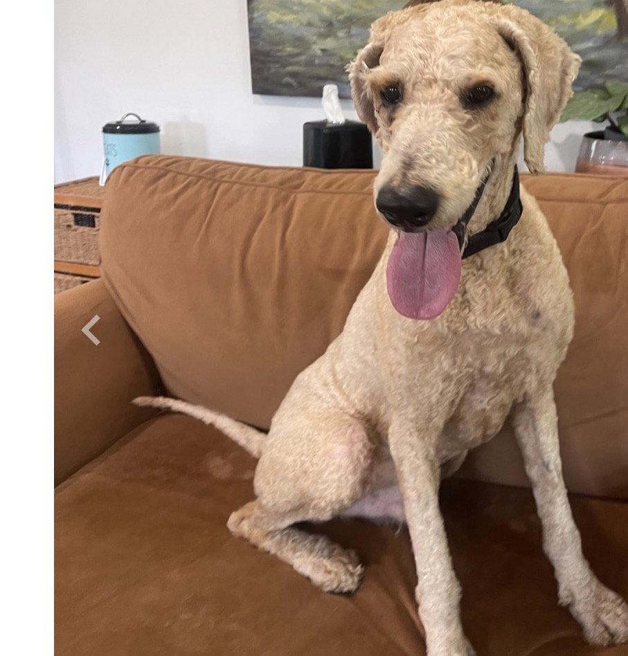 Pierre, a Adoptable Standard Poodle in Fort Pierce, FL image 1/2