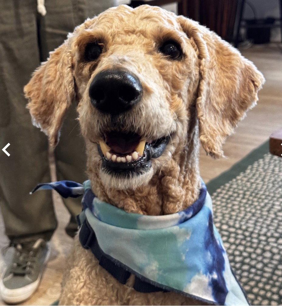 Pierre, a Adoptable Standard Poodle in Fort Pierce, FL image 2/2