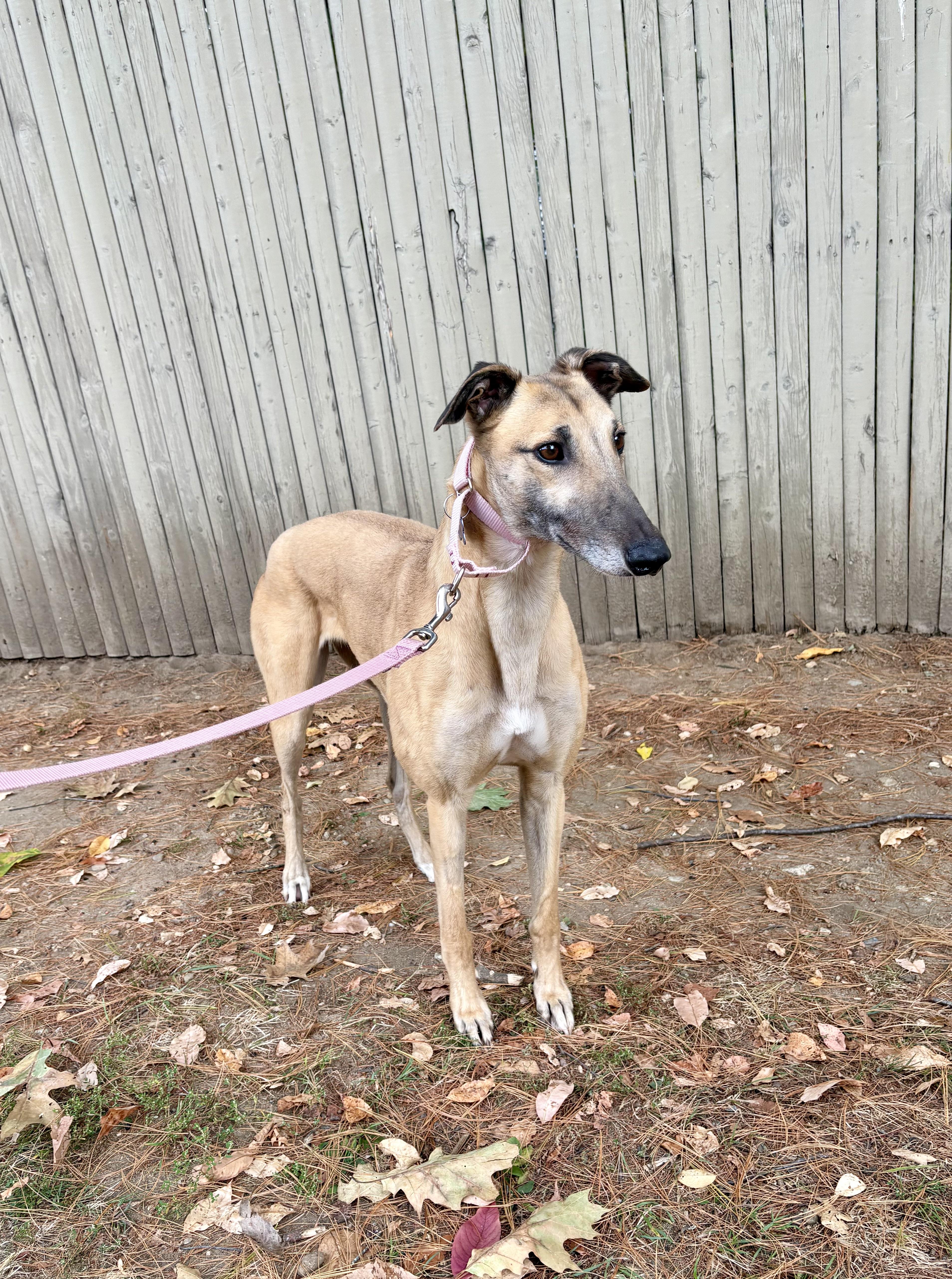 Enlarge Malibu, an adopted Greyhound in Swanzey, NH image 1/3