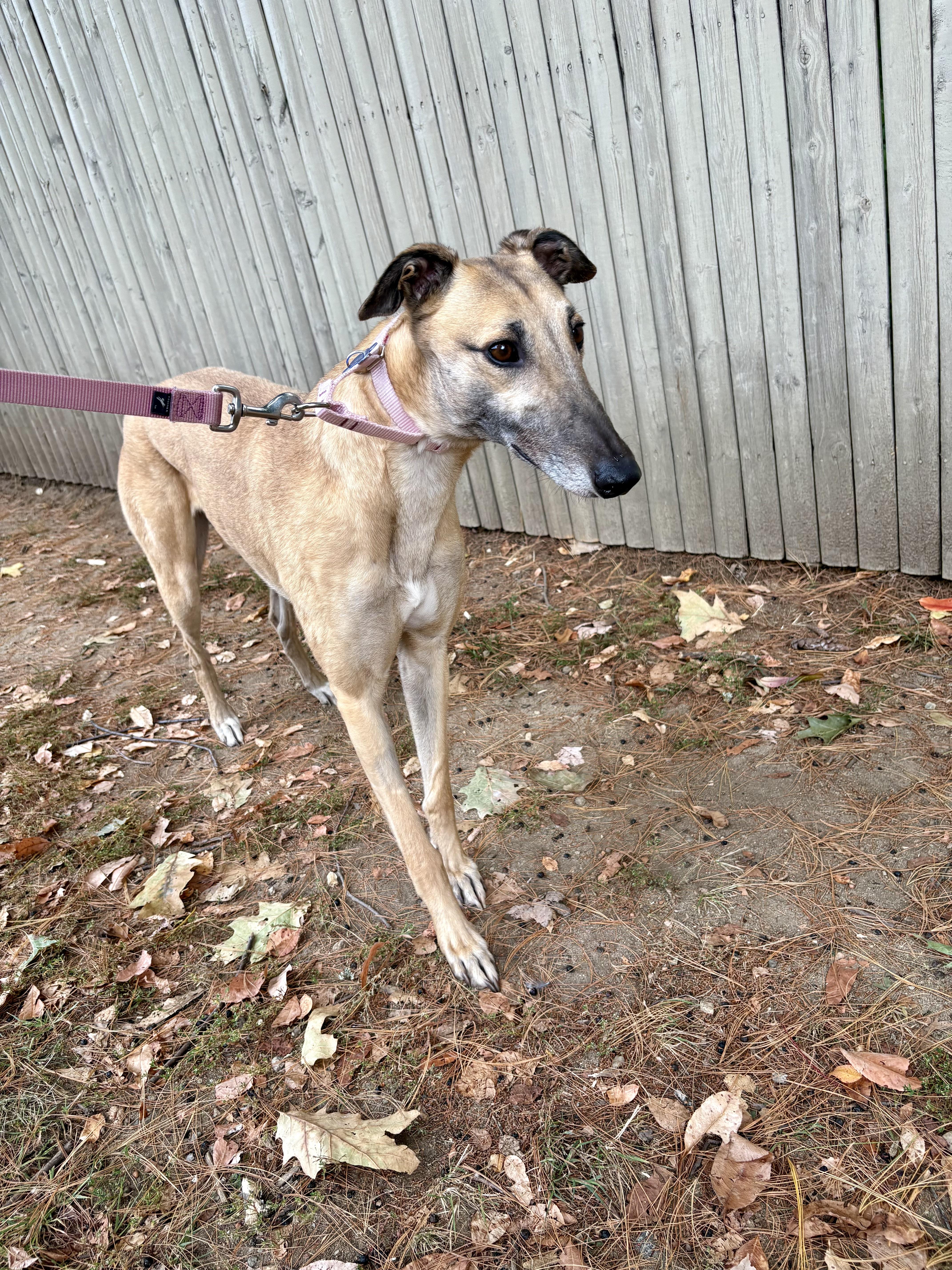Enlarge Malibu, an adopted Greyhound in Swanzey, NH image 3/3
