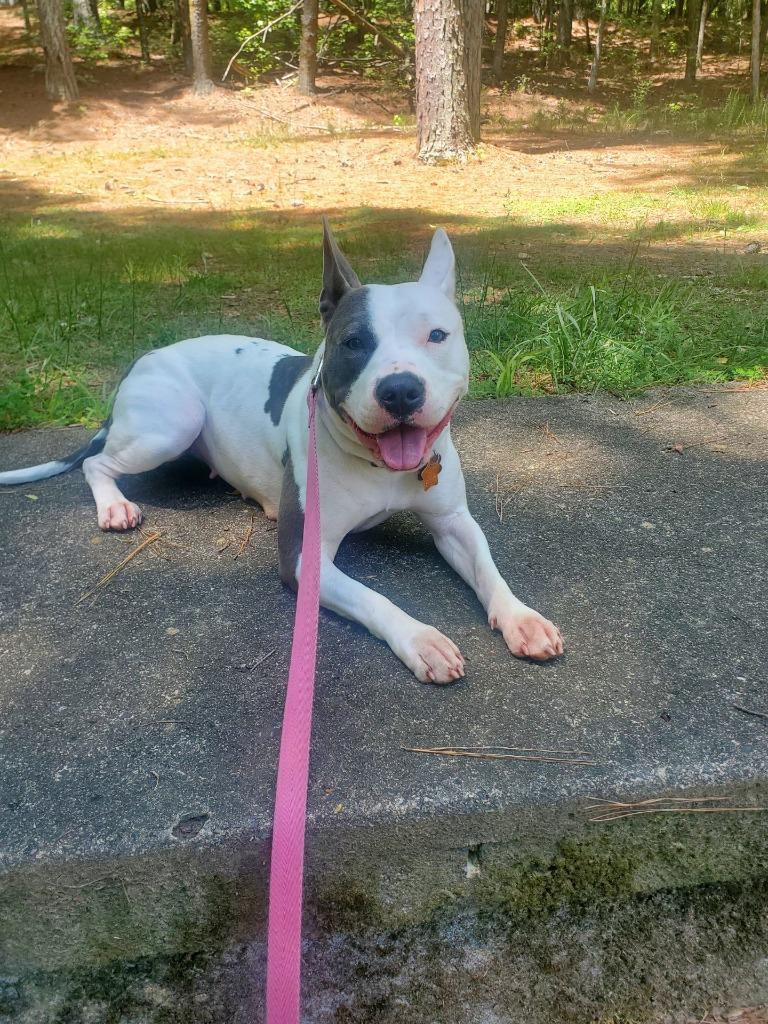 Enlarge Pinky (Courtesy Post), a Adoptable Pit Bull Terrier in Rutherfordton, NC image 1/4