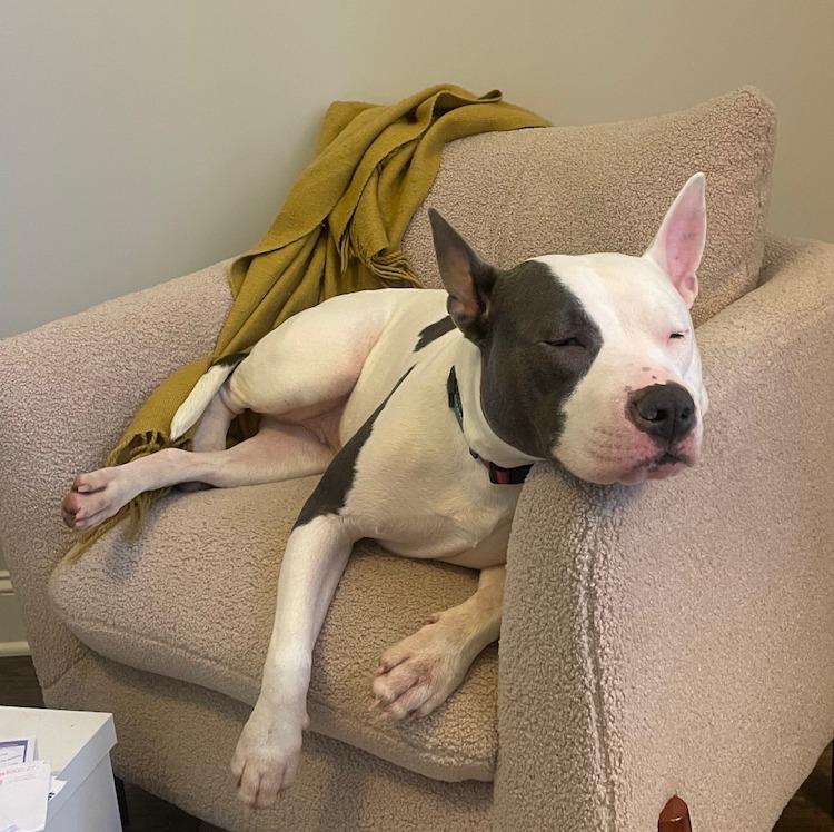 Enlarge Pinky (Courtesy Post), a Adoptable Pit Bull Terrier in Rutherfordton, NC image 2/4