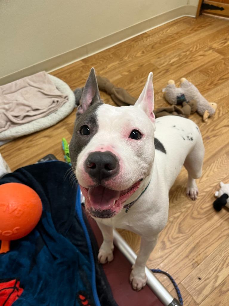 Enlarge Pinky (Courtesy Post), a Adoptable Pit Bull Terrier in Rutherfordton, NC image 4/4