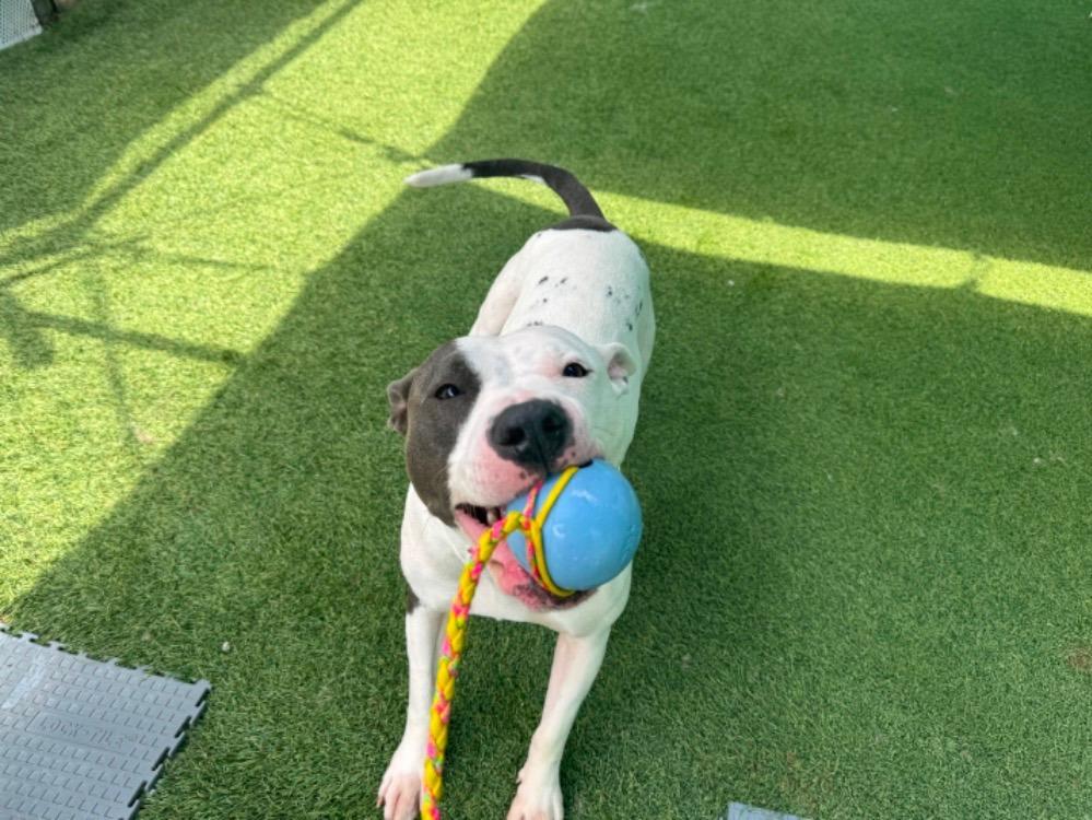 Pinky (Courtesy Post), a Adoptable Pit Bull Terrier in Rutherfordton, NC image 4/4