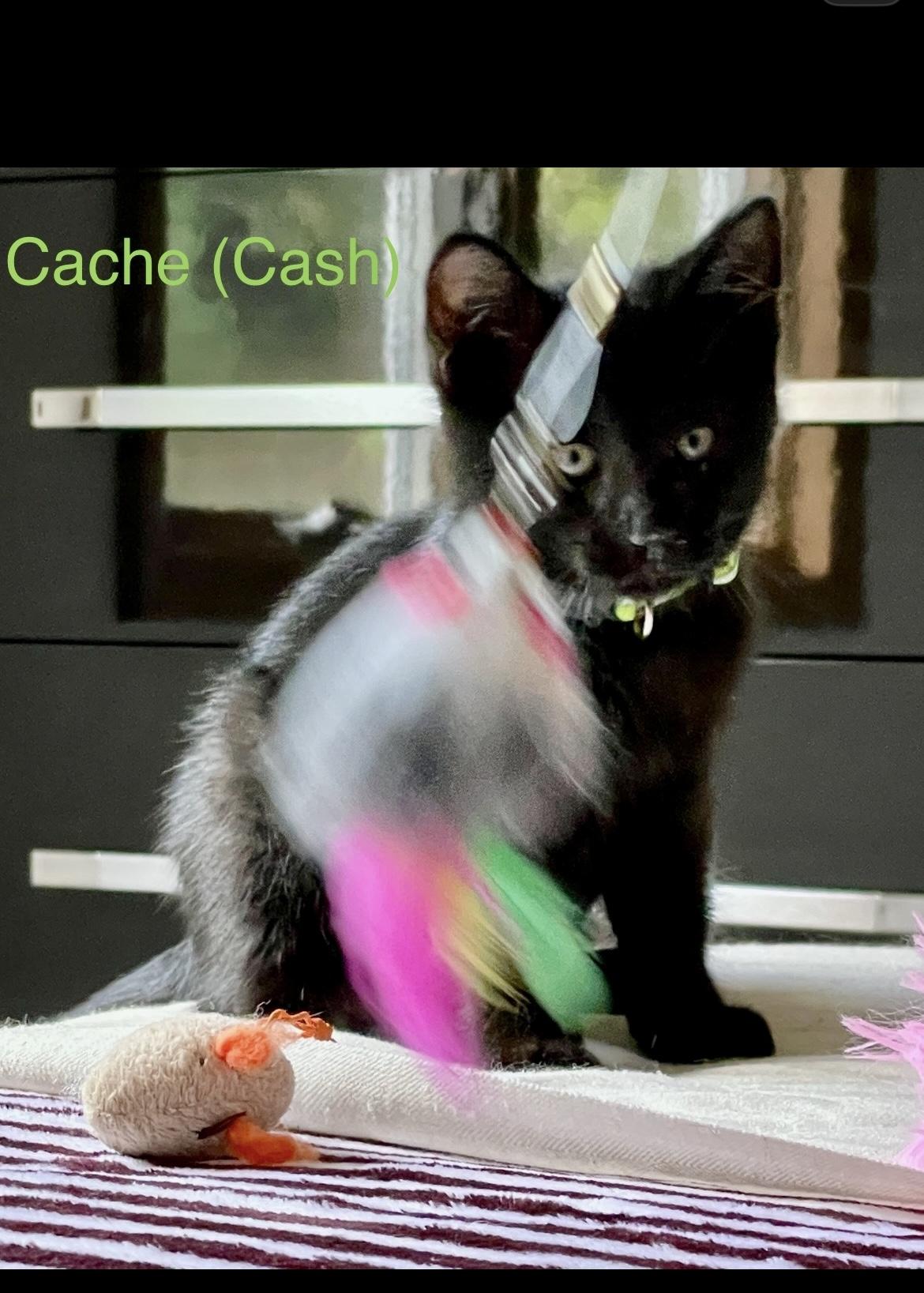 Cache (Cash), Adoptable, Young Male Domestic Short Hair.