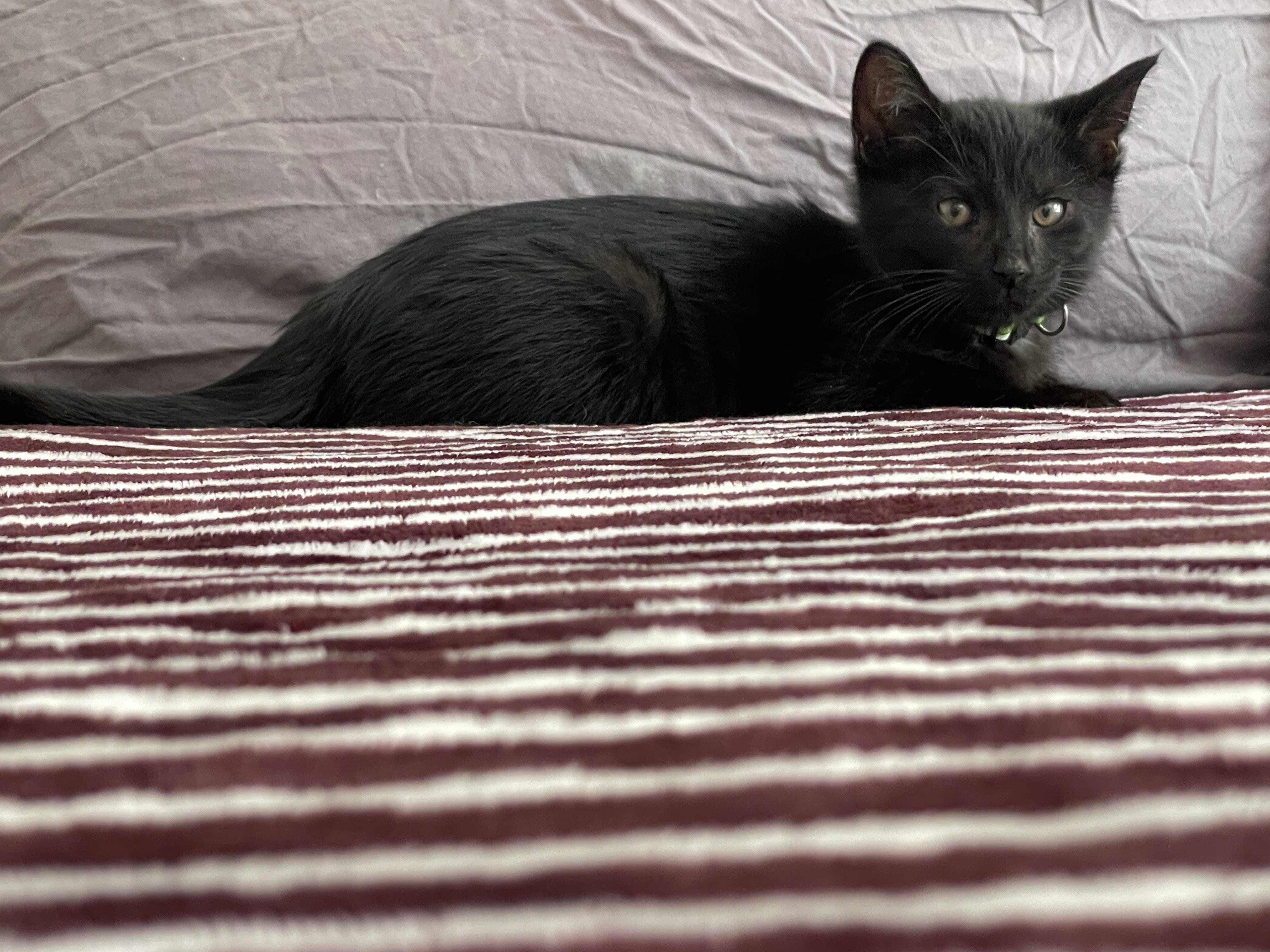 Cache (Cash), a Adoptable Domestic Short Hair in Bethel Park, PA image 5/6