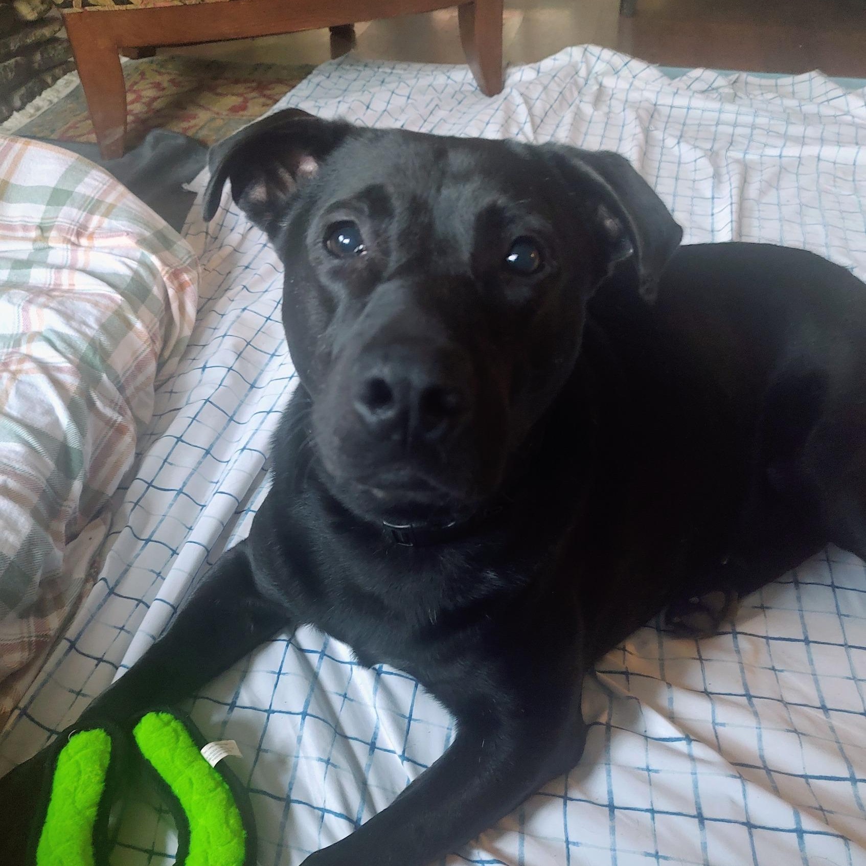 London, a Adoptable mixed breed in North Jackson, OH image 2/3