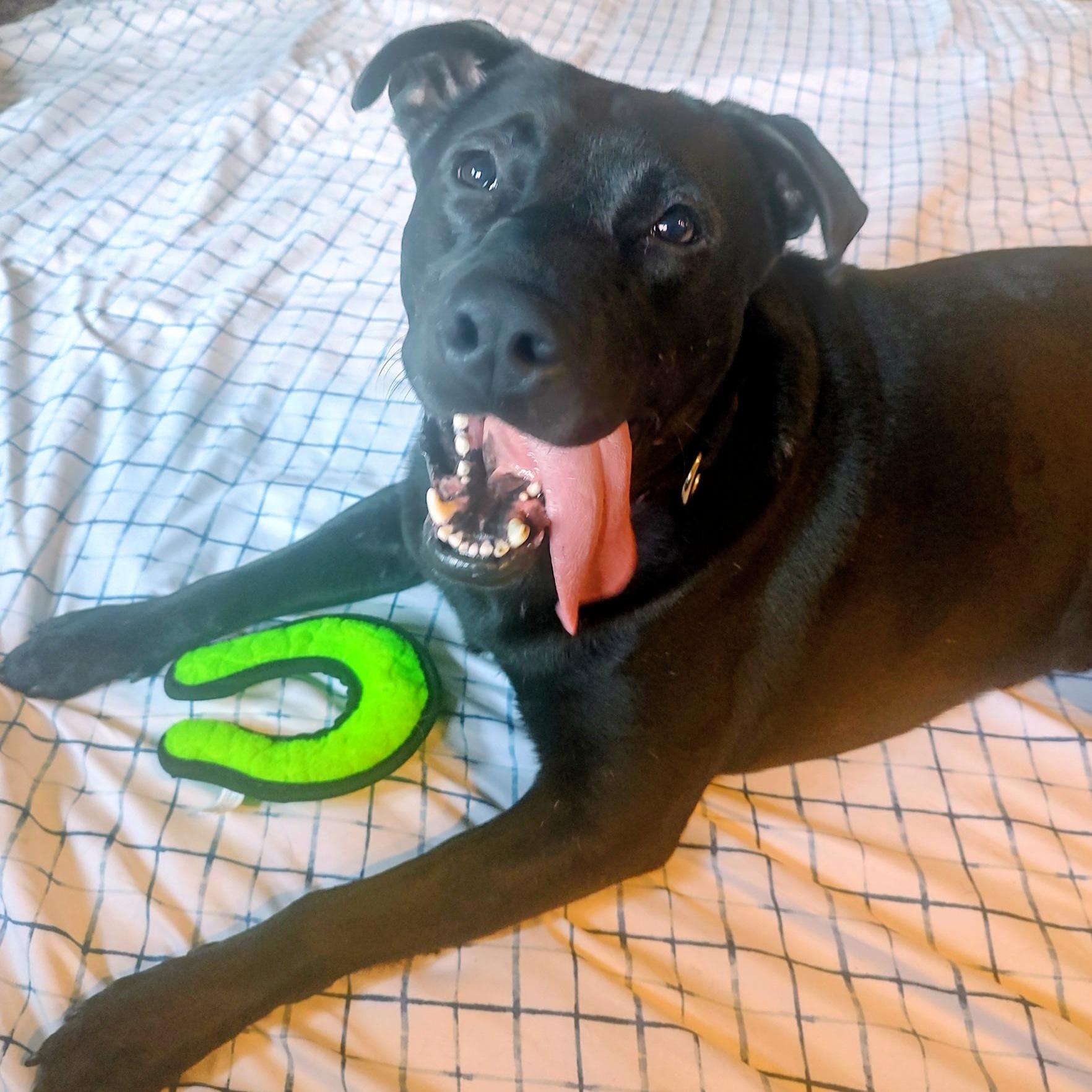 London, a Adoptable mixed breed in North Jackson, OH image 1/3