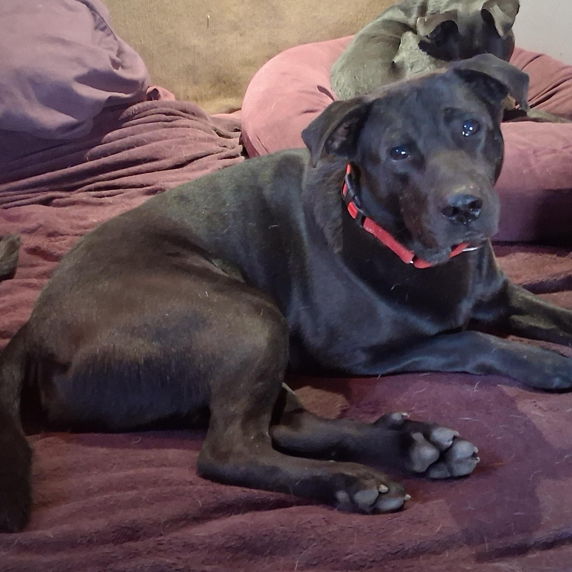 London, a Adoptable mixed breed in North Jackson, OH image 3/3