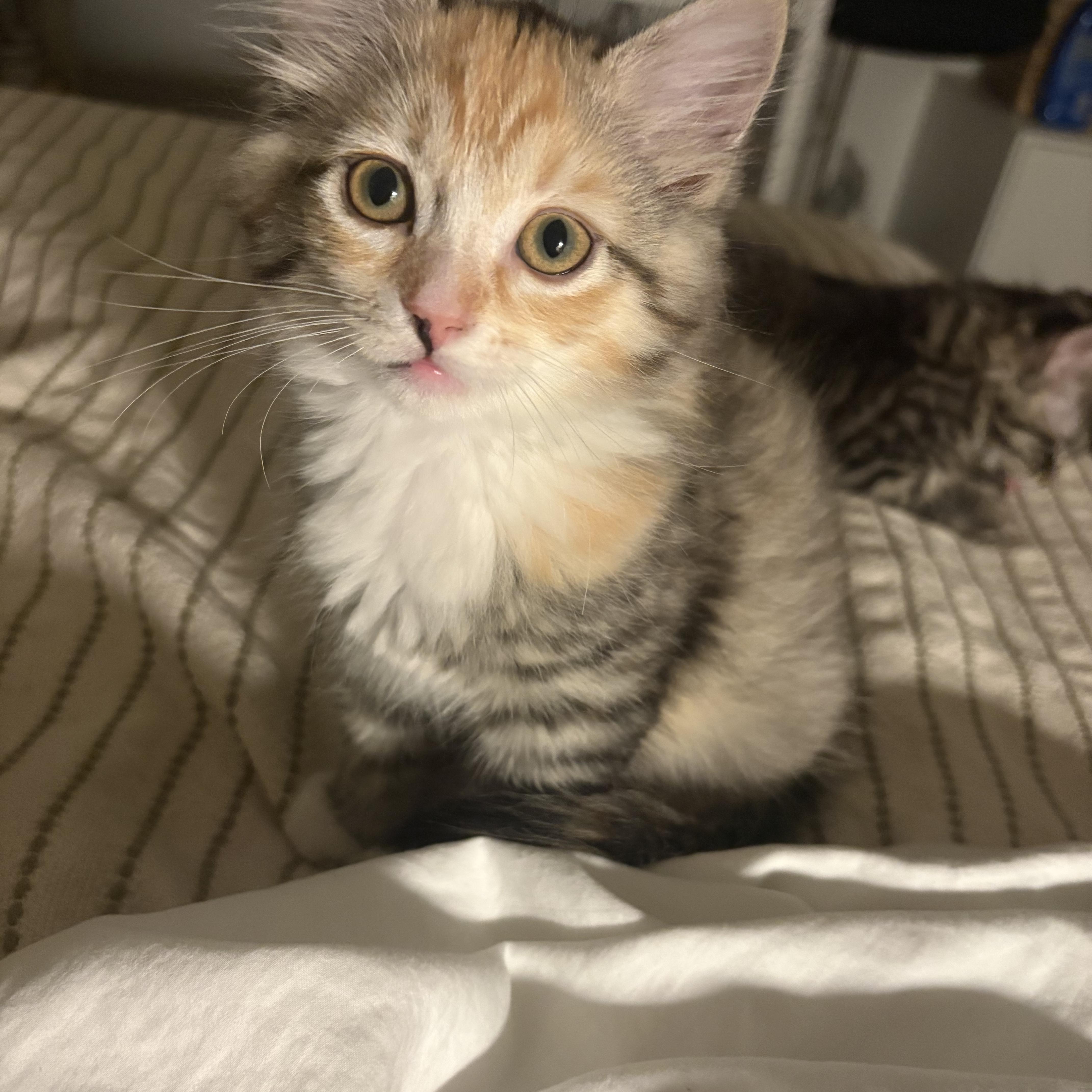 Tiny, adopted, Kitten Female Domestic Medium Hair.
