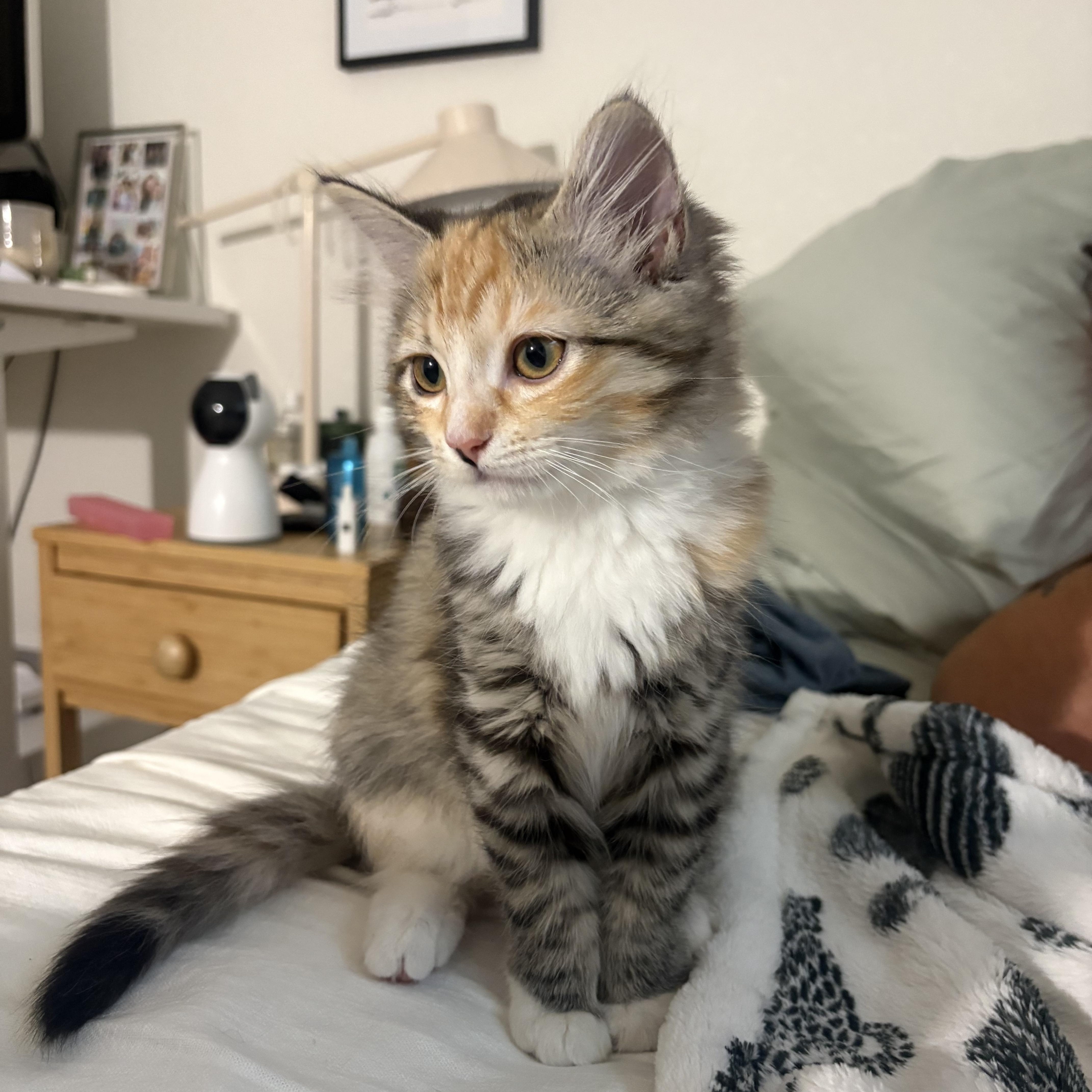 Tiny, an adopted Domestic Medium Hair in Davis, CA image 3/5