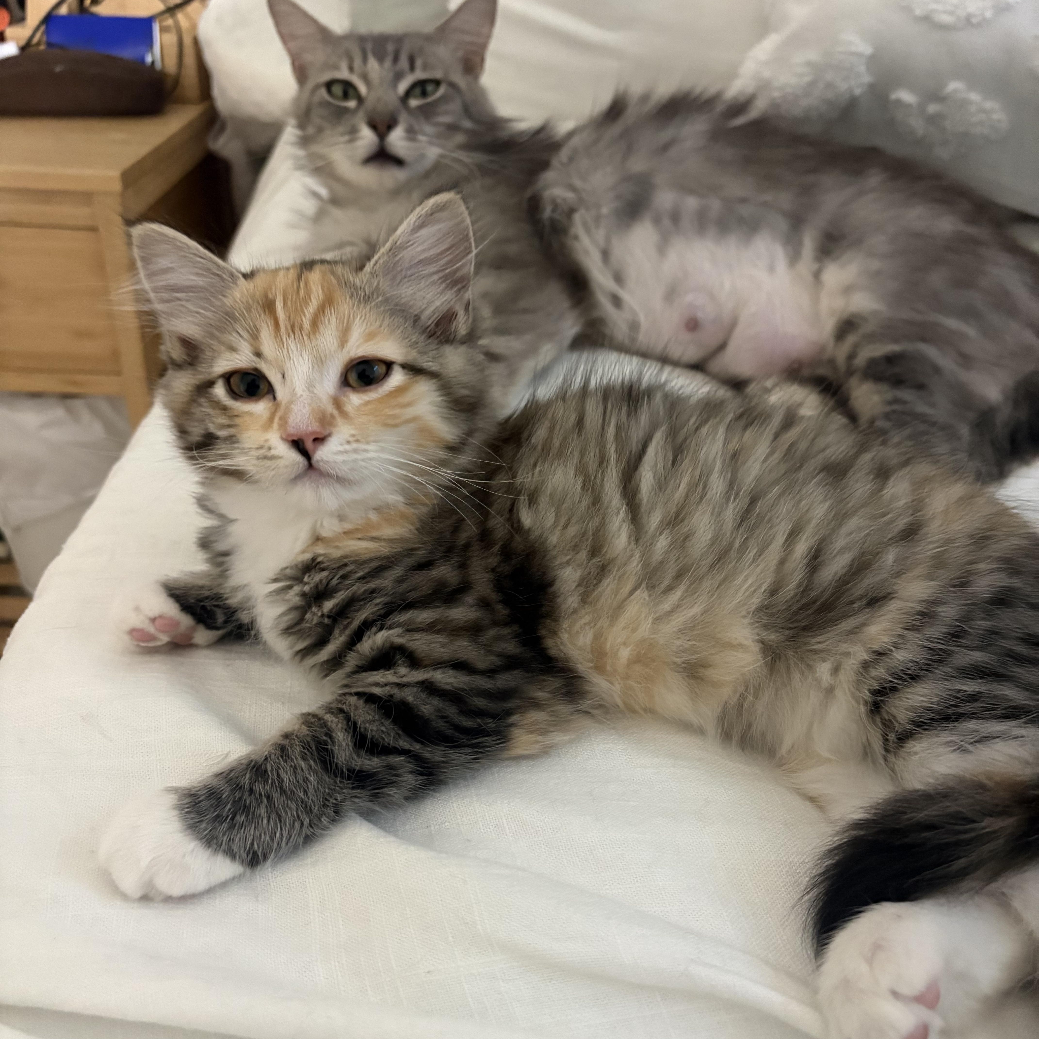 Tiny, an adopted Domestic Medium Hair in Davis, CA image 2/5