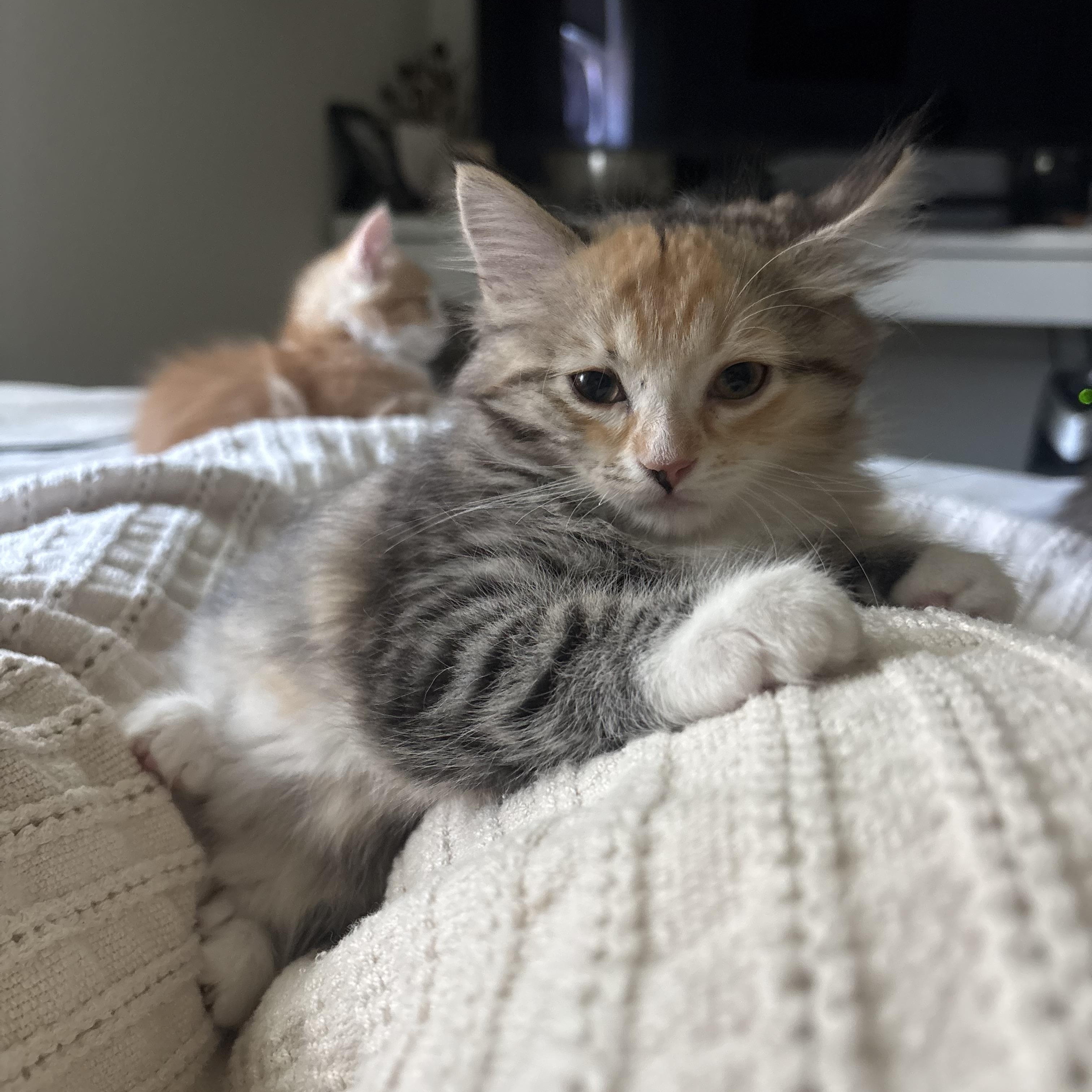Tiny, an adopted Domestic Medium Hair in Davis, CA image 5/5