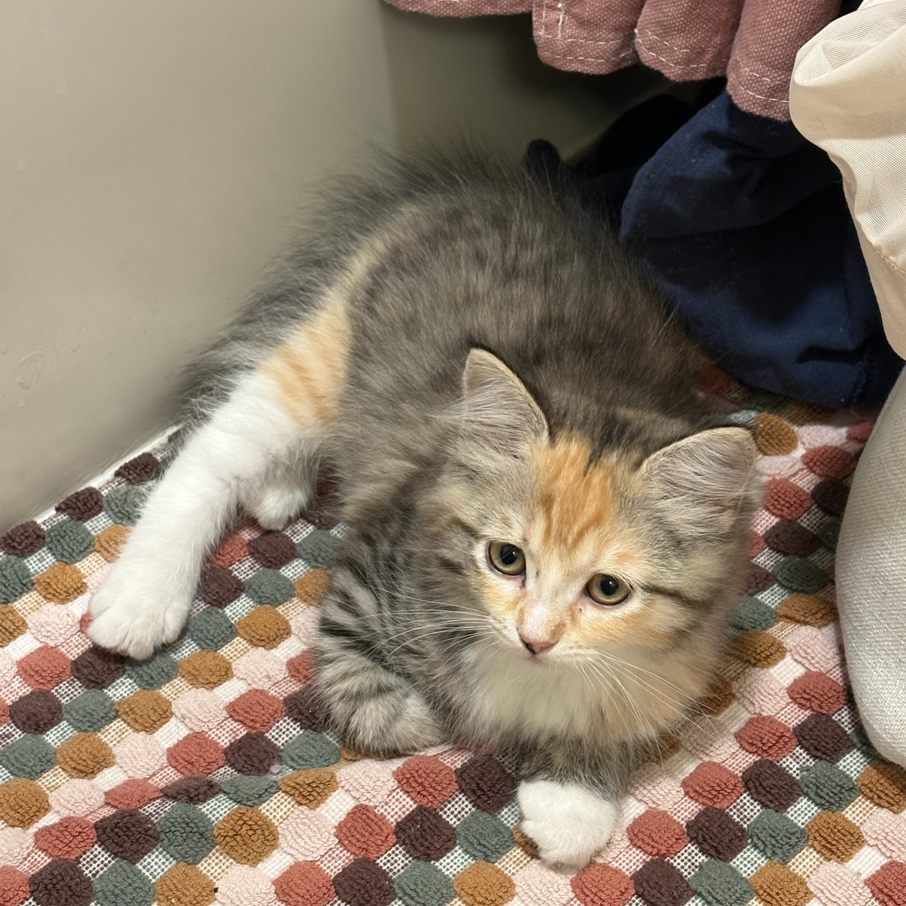 Tiny, an adopted Domestic Medium Hair in Davis, CA image 4/5