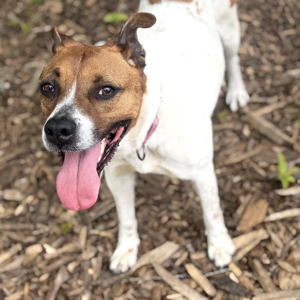 Asia, Adoptable, Adult Female Rat Terrier & Boxer.