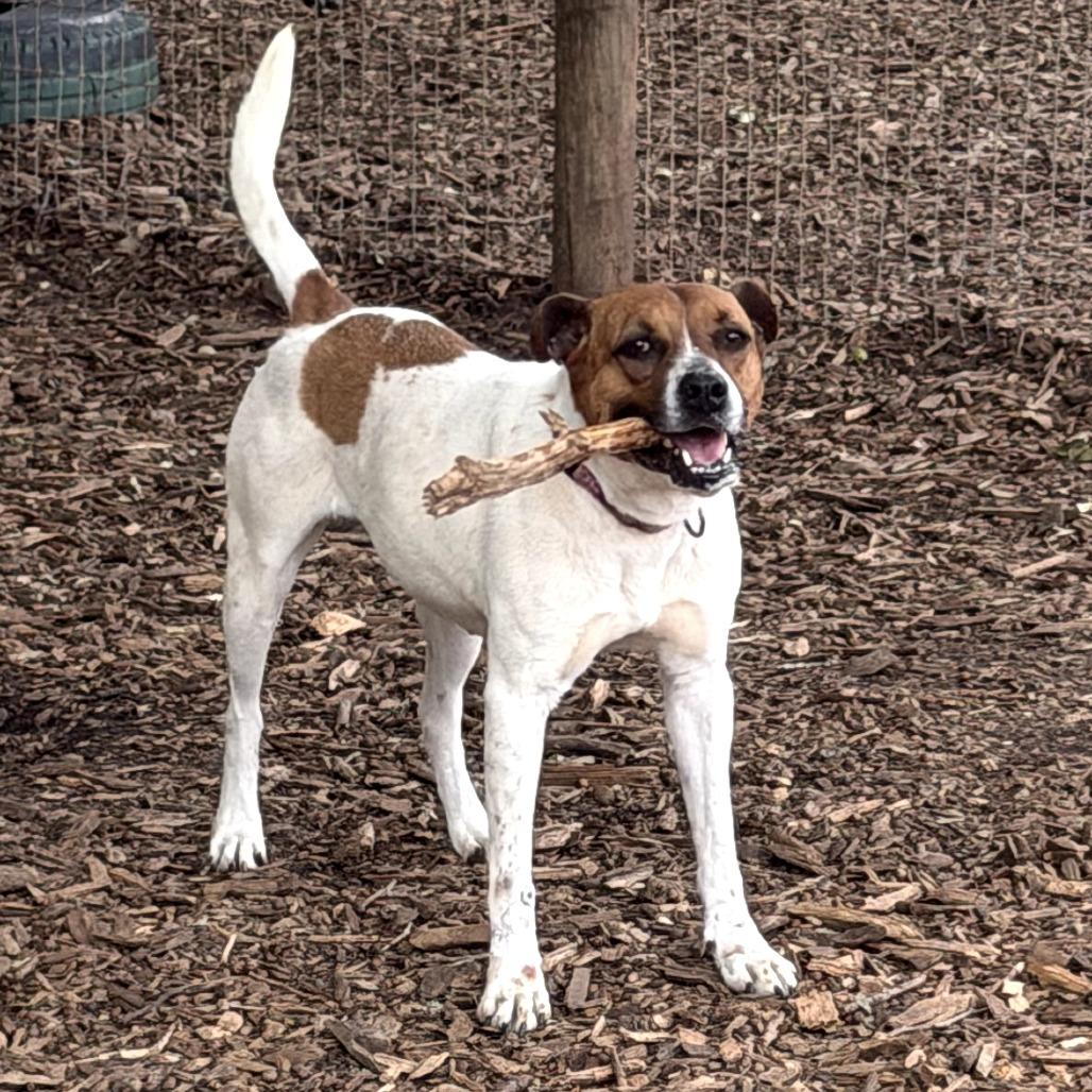 Enlarge Asia, a Adoptable mixed breed in Peachtree City, GA image 3/6