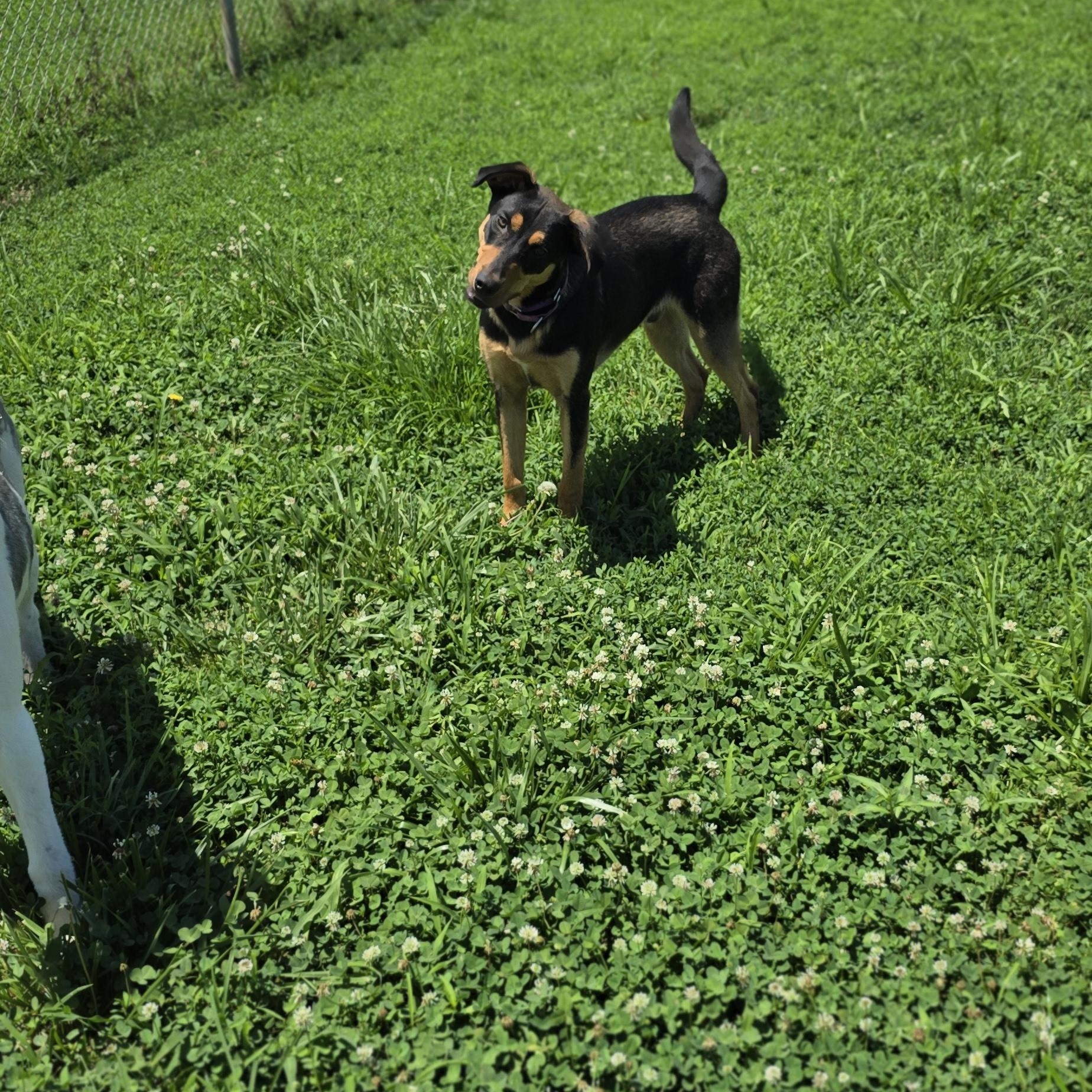 Ray, a Adoptable mixed breed in Petersburg, IN image 1/3