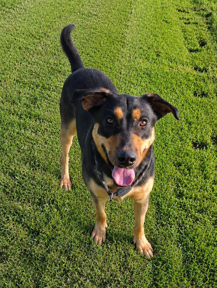 Enlarge Ray, a Adoptable mixed breed in Petersburg, IN image 5/5