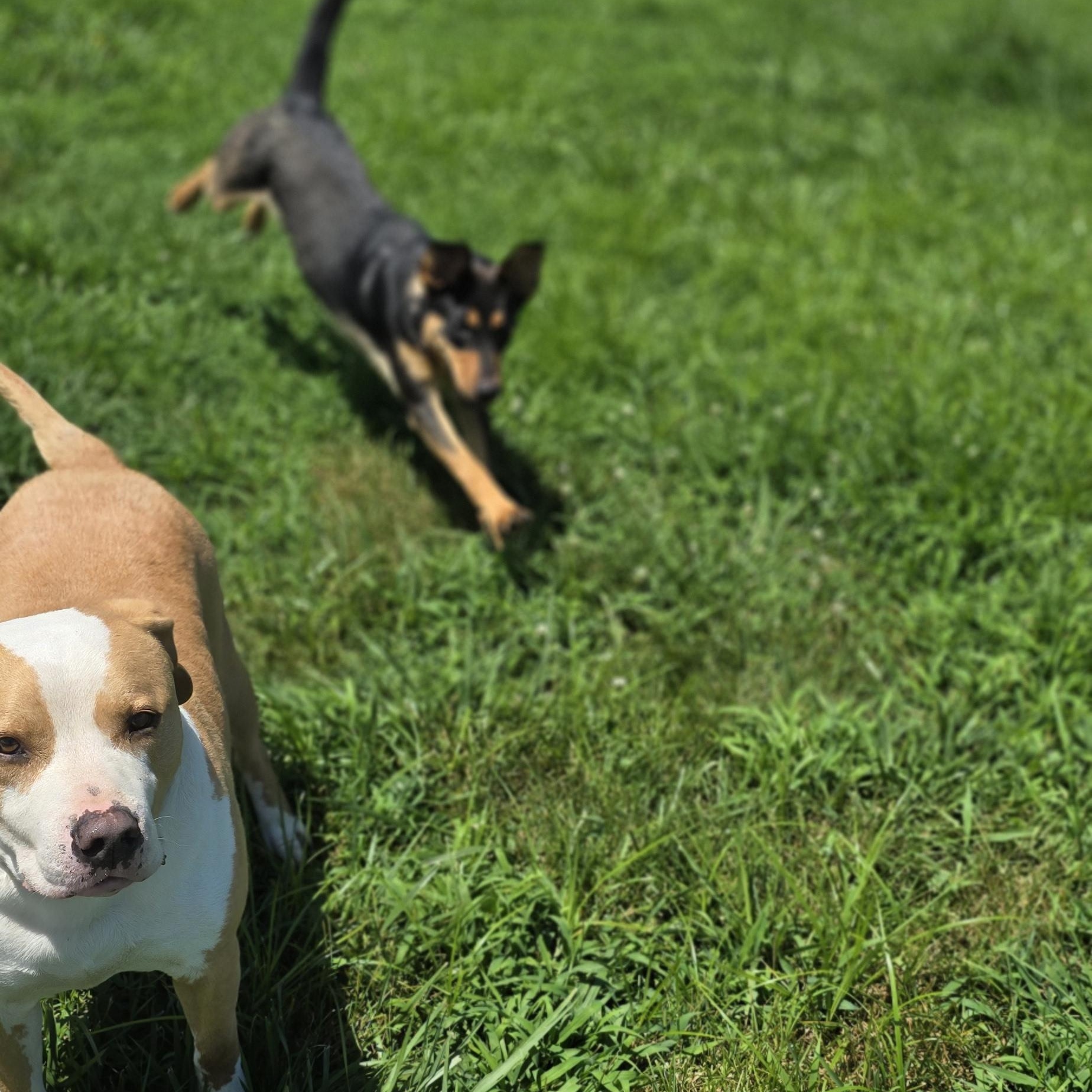 Ray, a Adoptable mixed breed in Petersburg, IN image 2/3