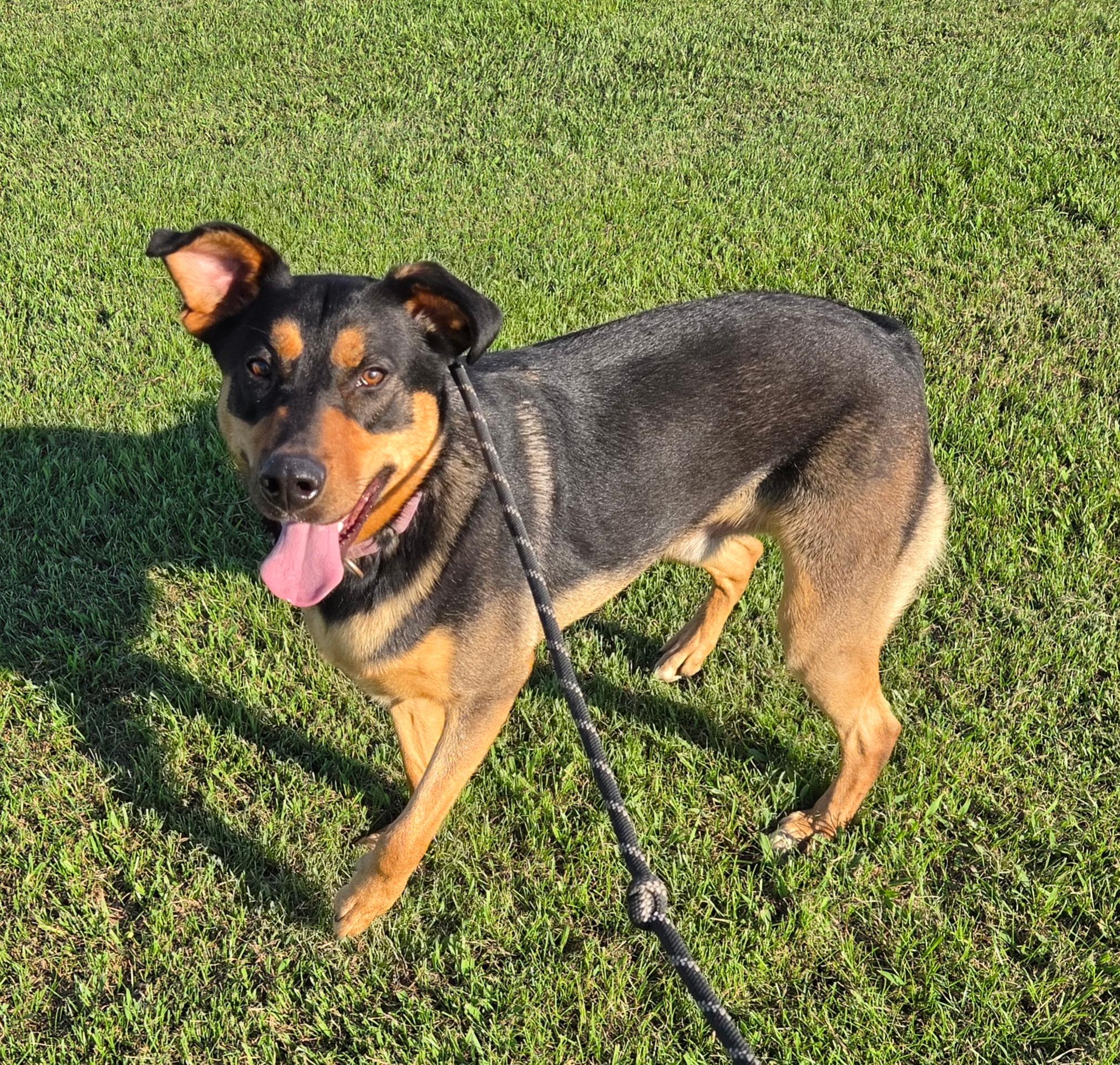 Enlarge Ray, a Adoptable mixed breed in Petersburg, IN image 4/5