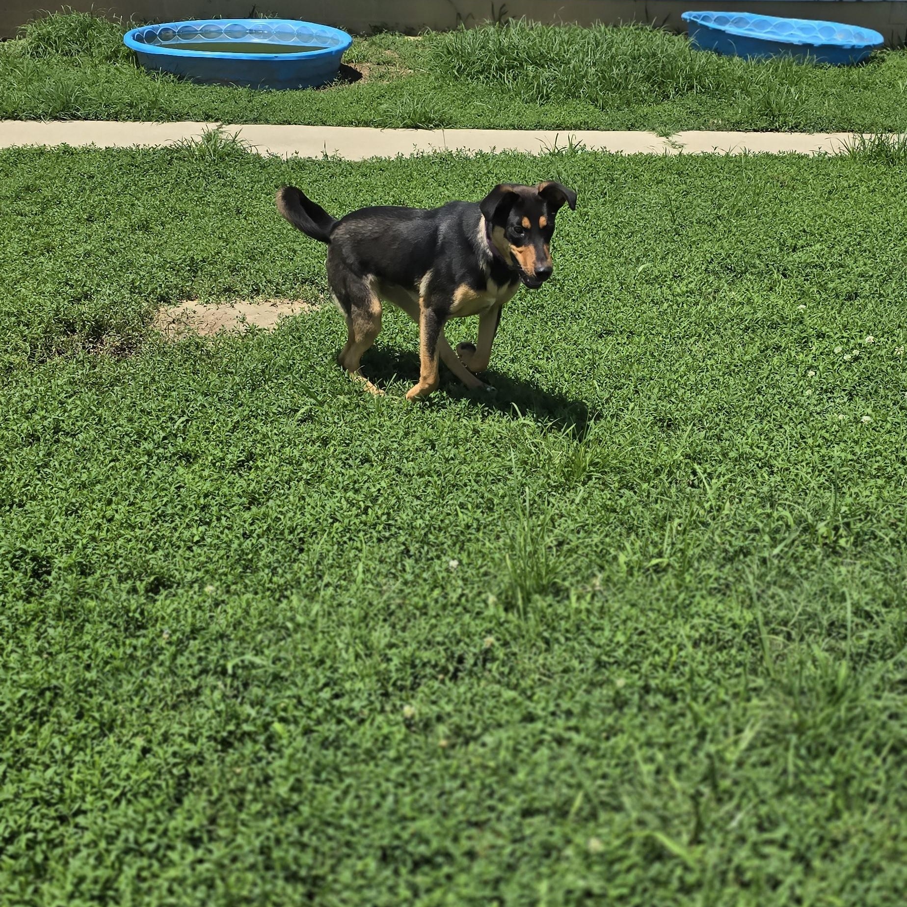 Ray, a Adoptable mixed breed in Petersburg, IN image 3/3