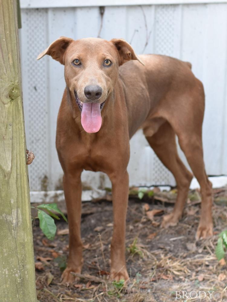 Brody, Adoptable, Young Male Doberman Pinscher.