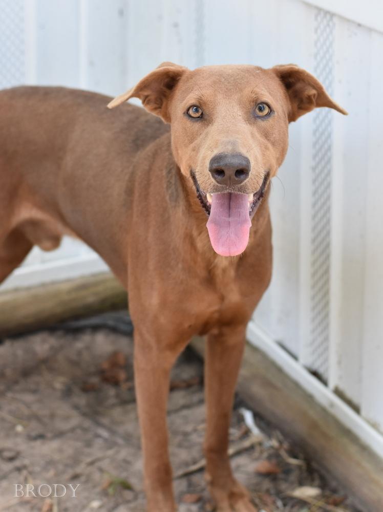 Enlarge Brody, a Adoptable mixed breed in Brewster , NY image 2/3