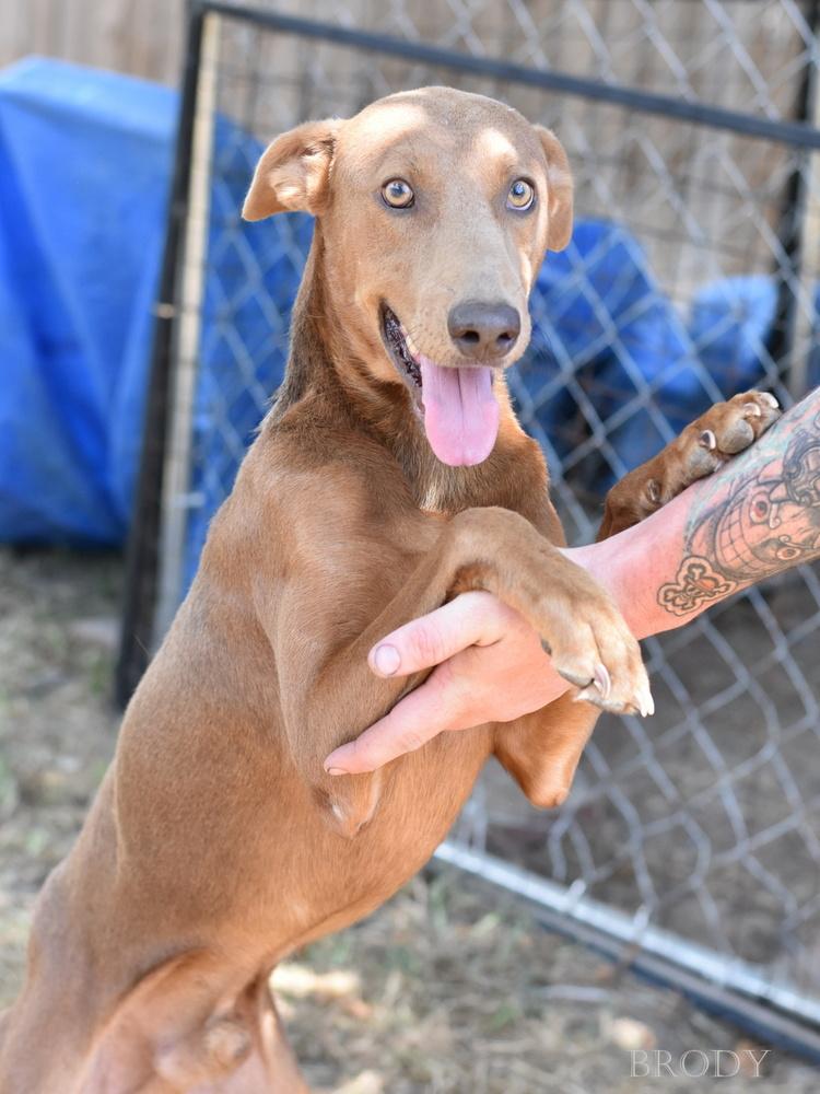 Enlarge Brody, a Adoptable mixed breed in Brewster , NY image 3/3