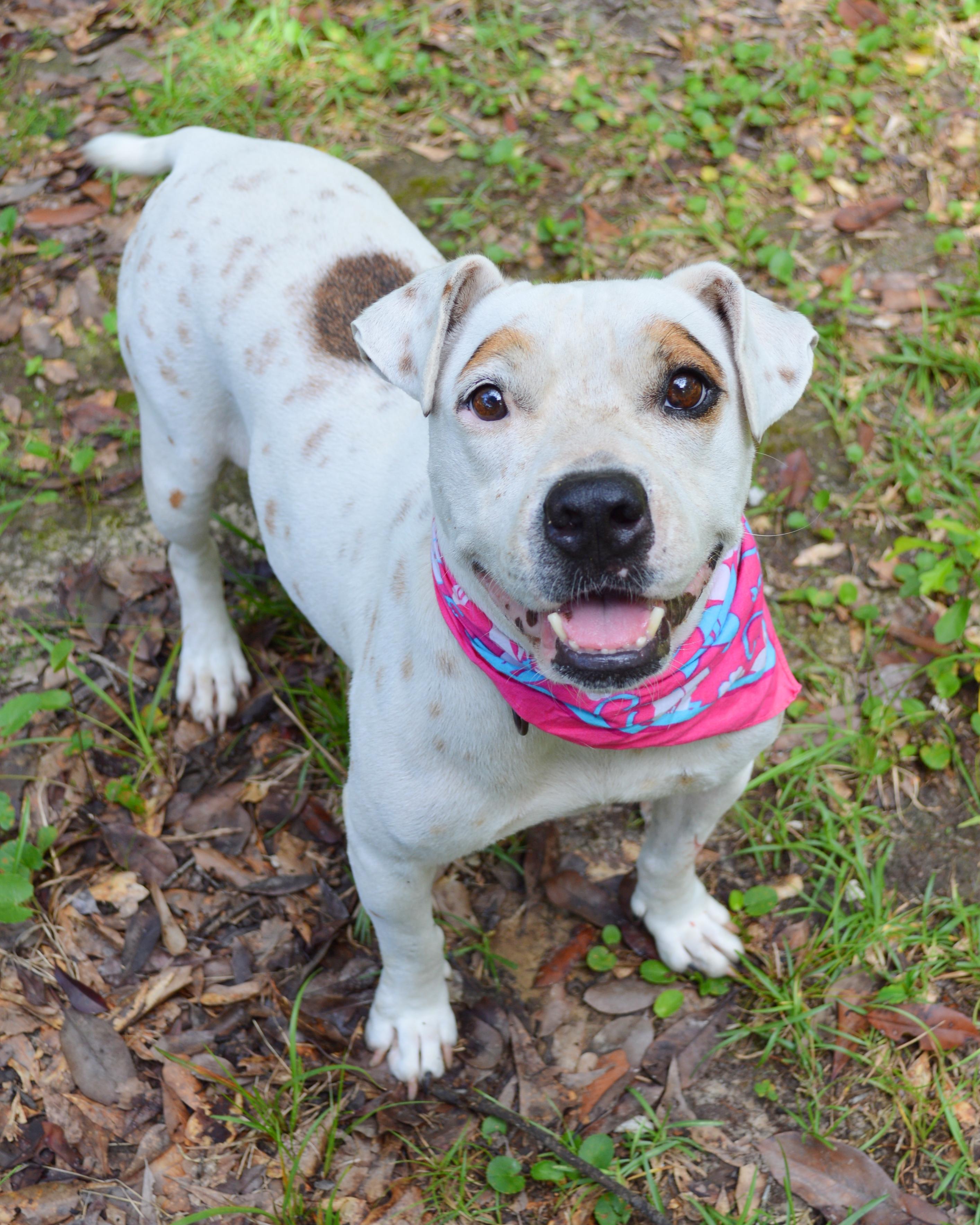 Enlarge Marlee, a Adoptable mixed breed in Milton, FL image 1/6