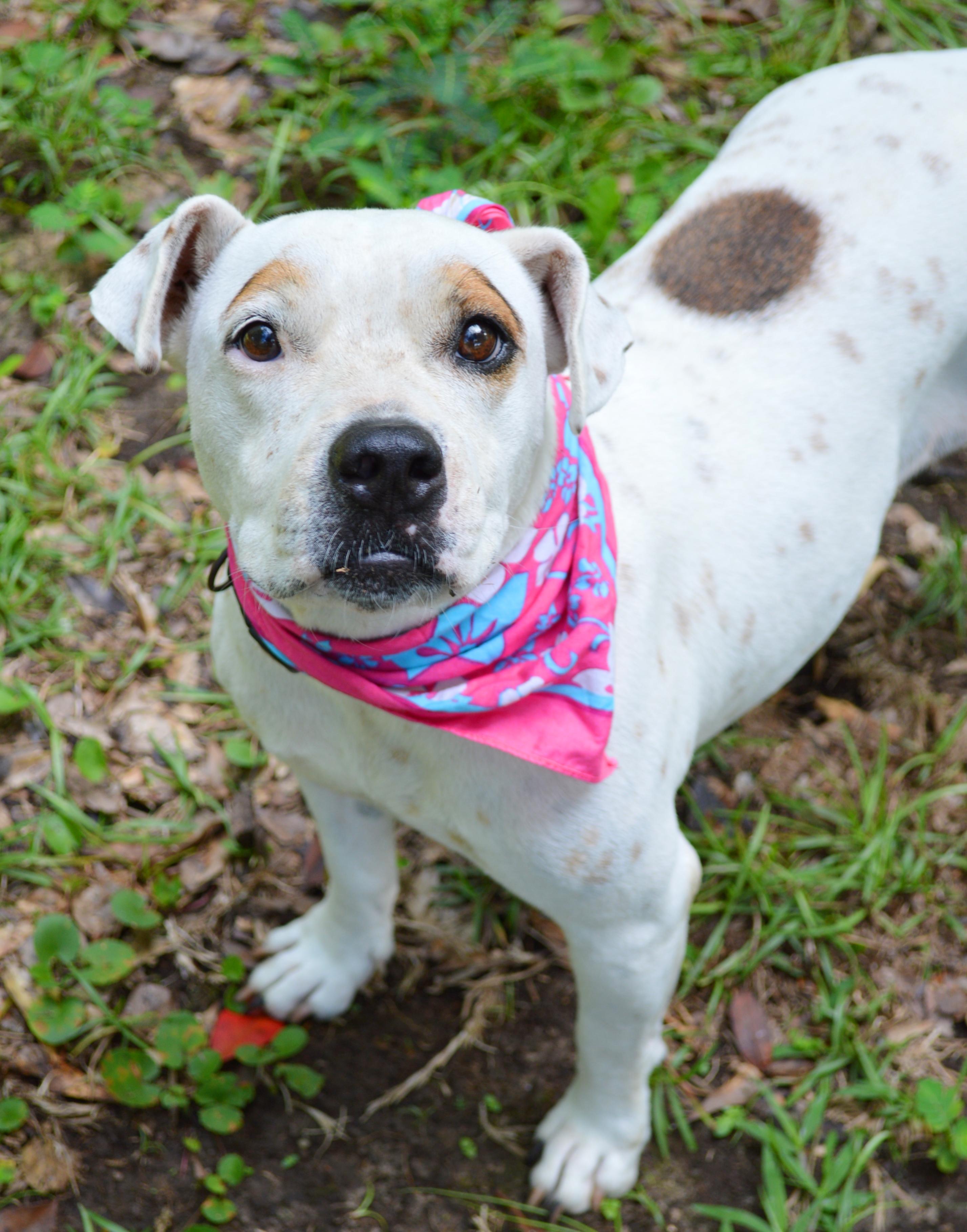 Enlarge Marlee, a Adoptable mixed breed in Milton, FL image 3/6