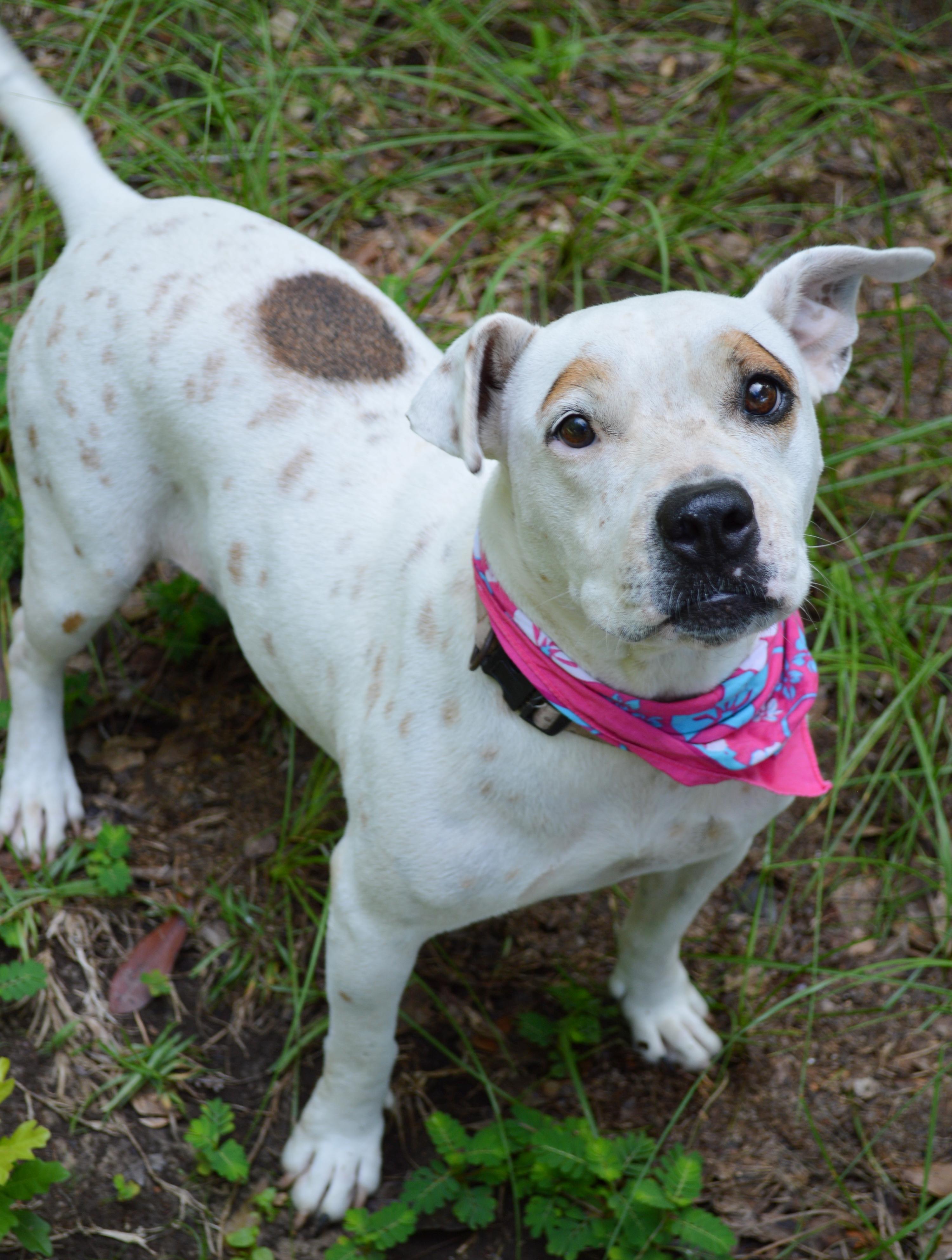 Enlarge Marlee, a Adoptable mixed breed in Milton, FL image 5/6