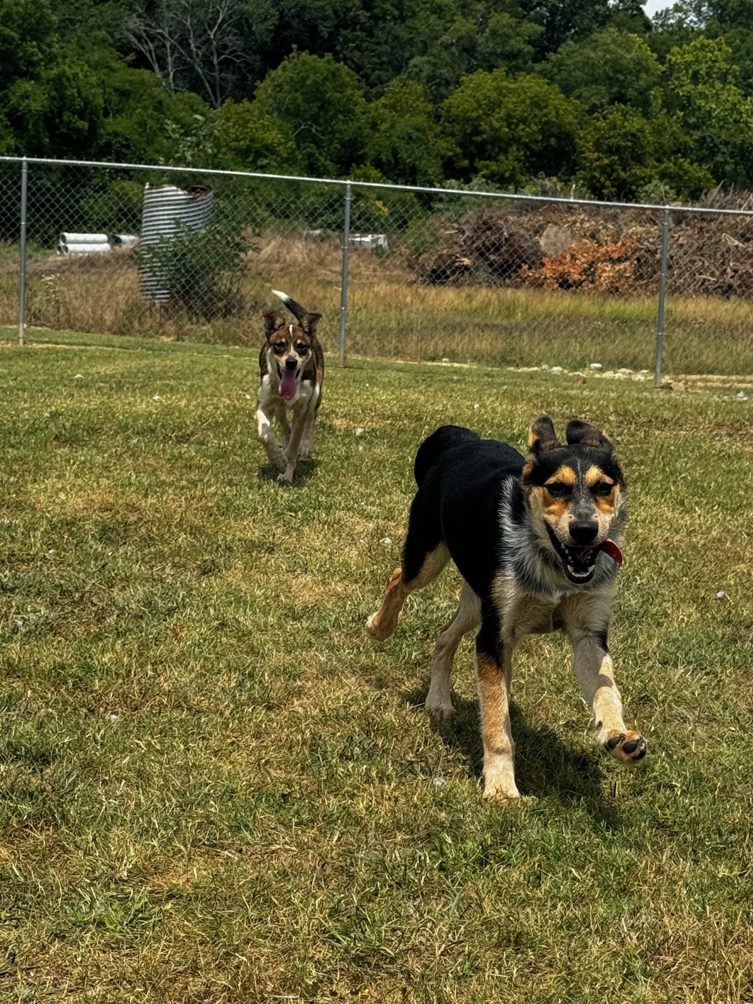 Monica, a Adoptable German Shepherd Dog in Tullahoma, TN image 2/6