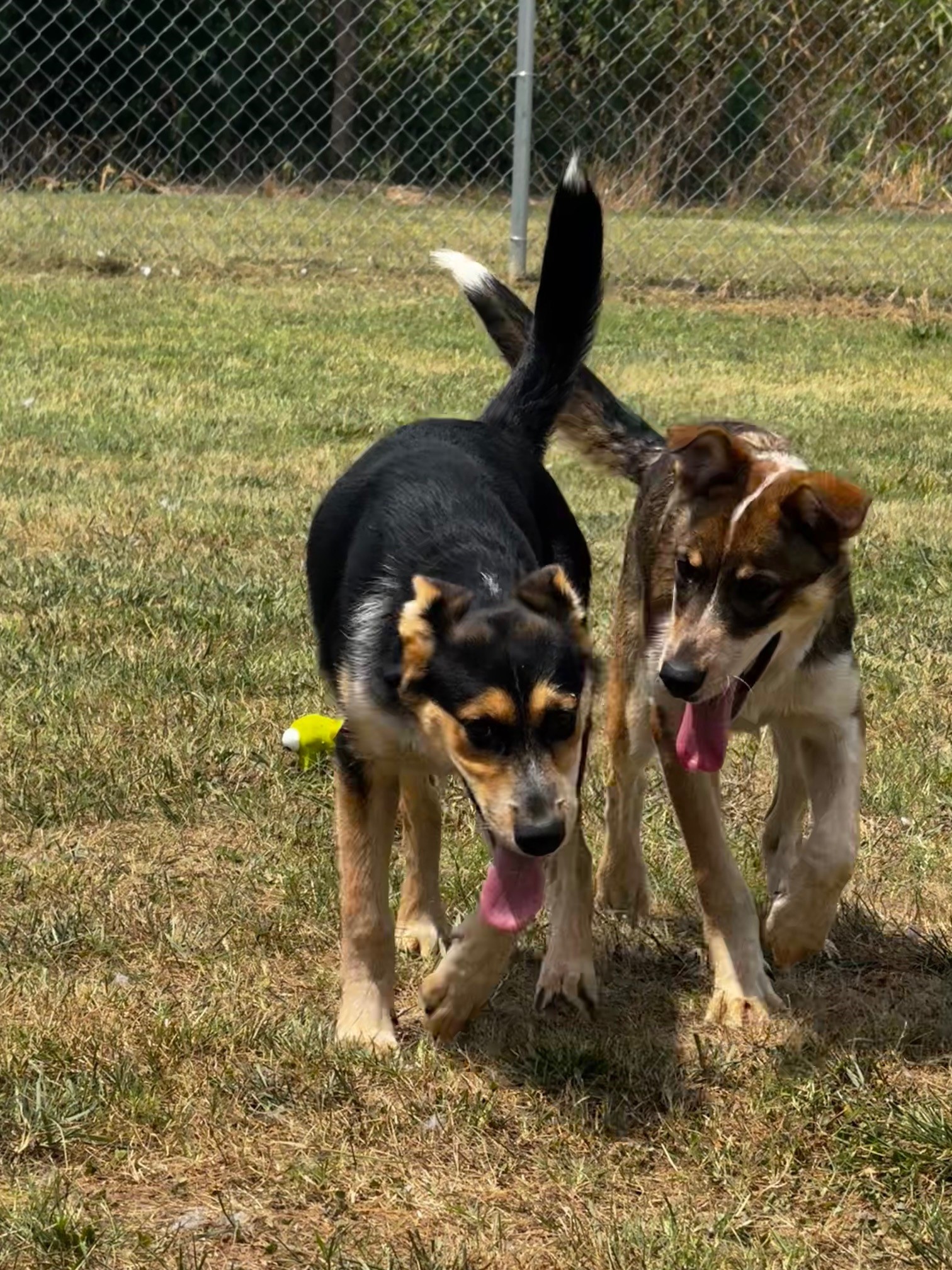 Monica, a Adoptable German Shepherd Dog in Tullahoma, TN image 3/6