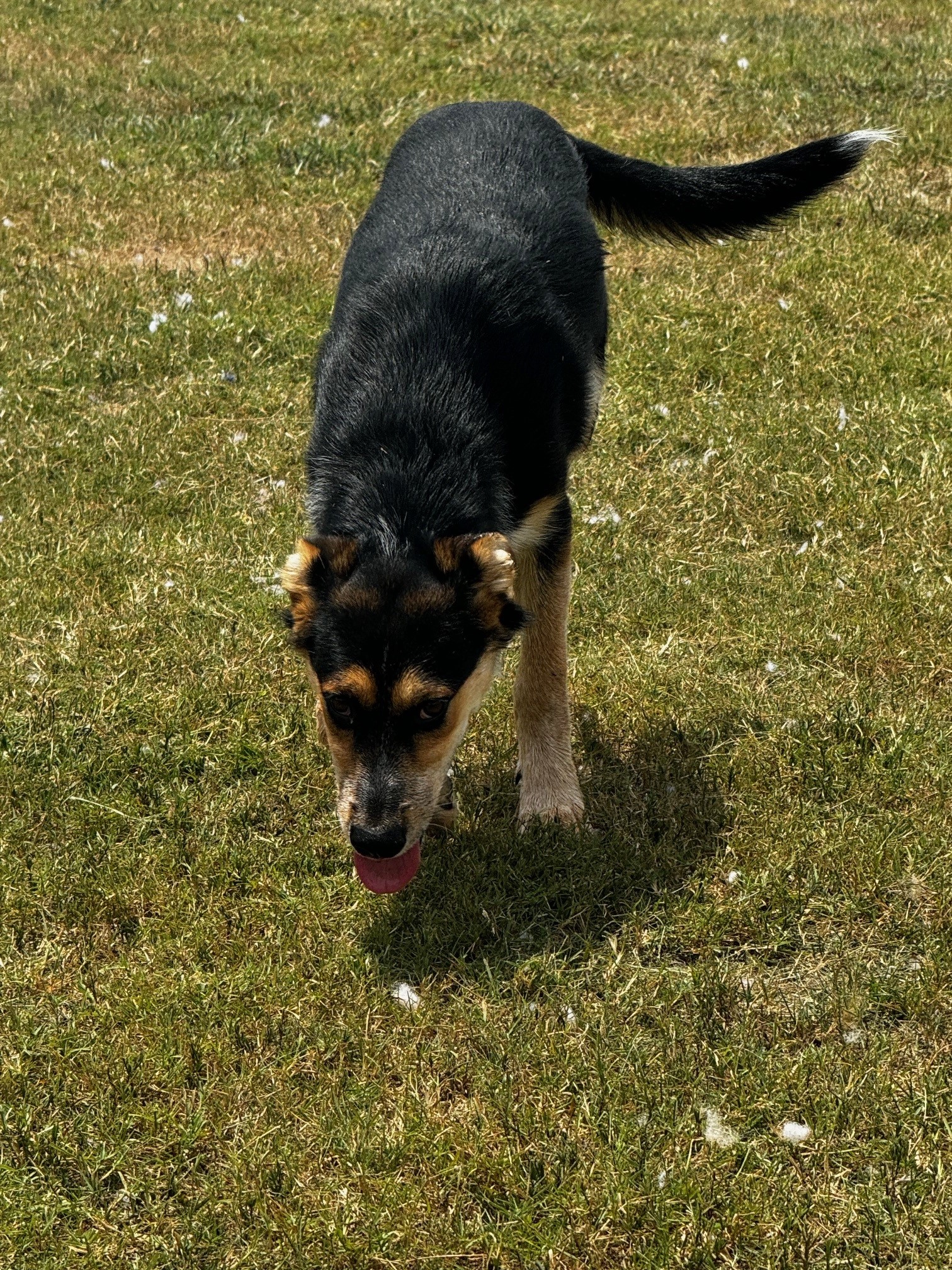 Monica, Adoptable, Young Female German Shepherd Dog.