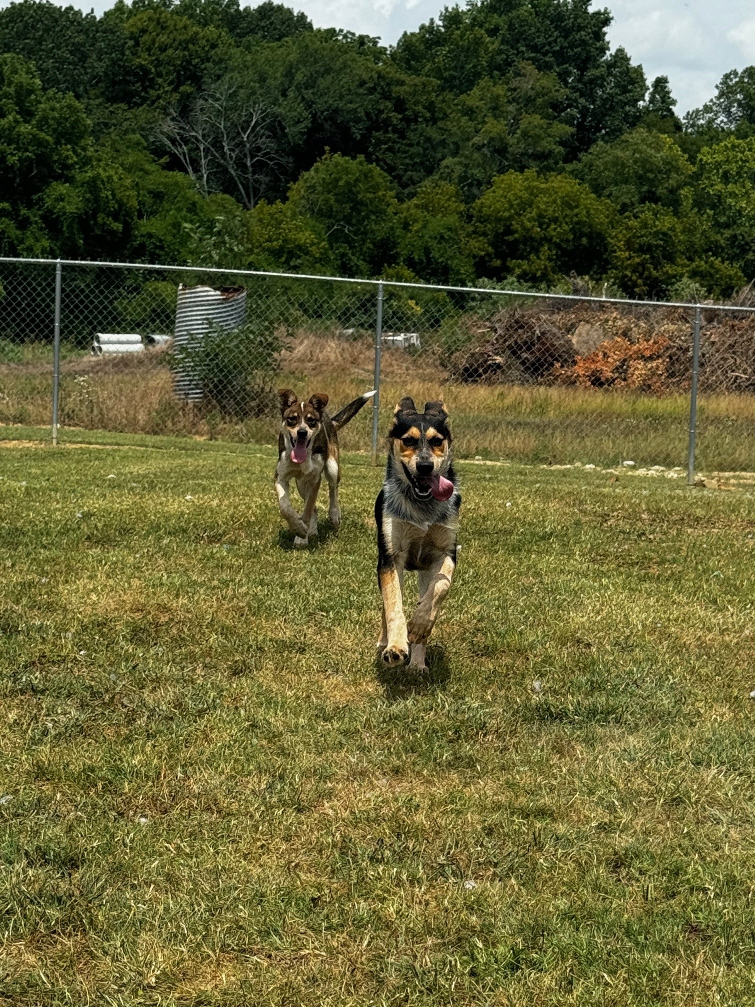 Monica, a Adoptable German Shepherd Dog in Tullahoma, TN image 4/6
