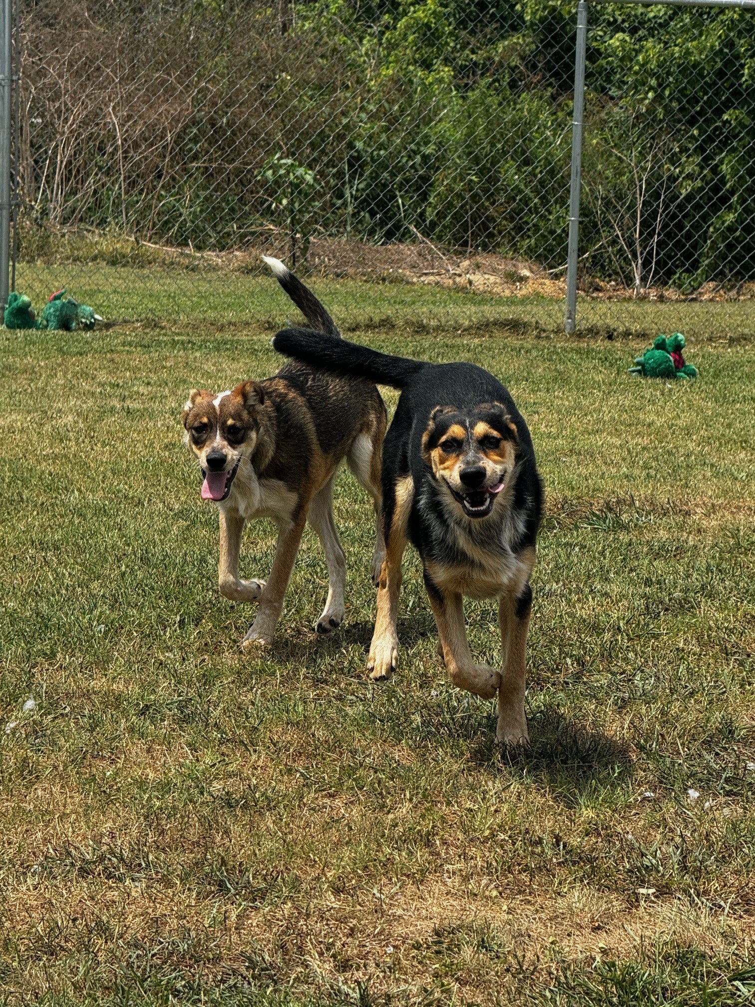 Monica, a Adoptable German Shepherd Dog in Tullahoma, TN image 5/6