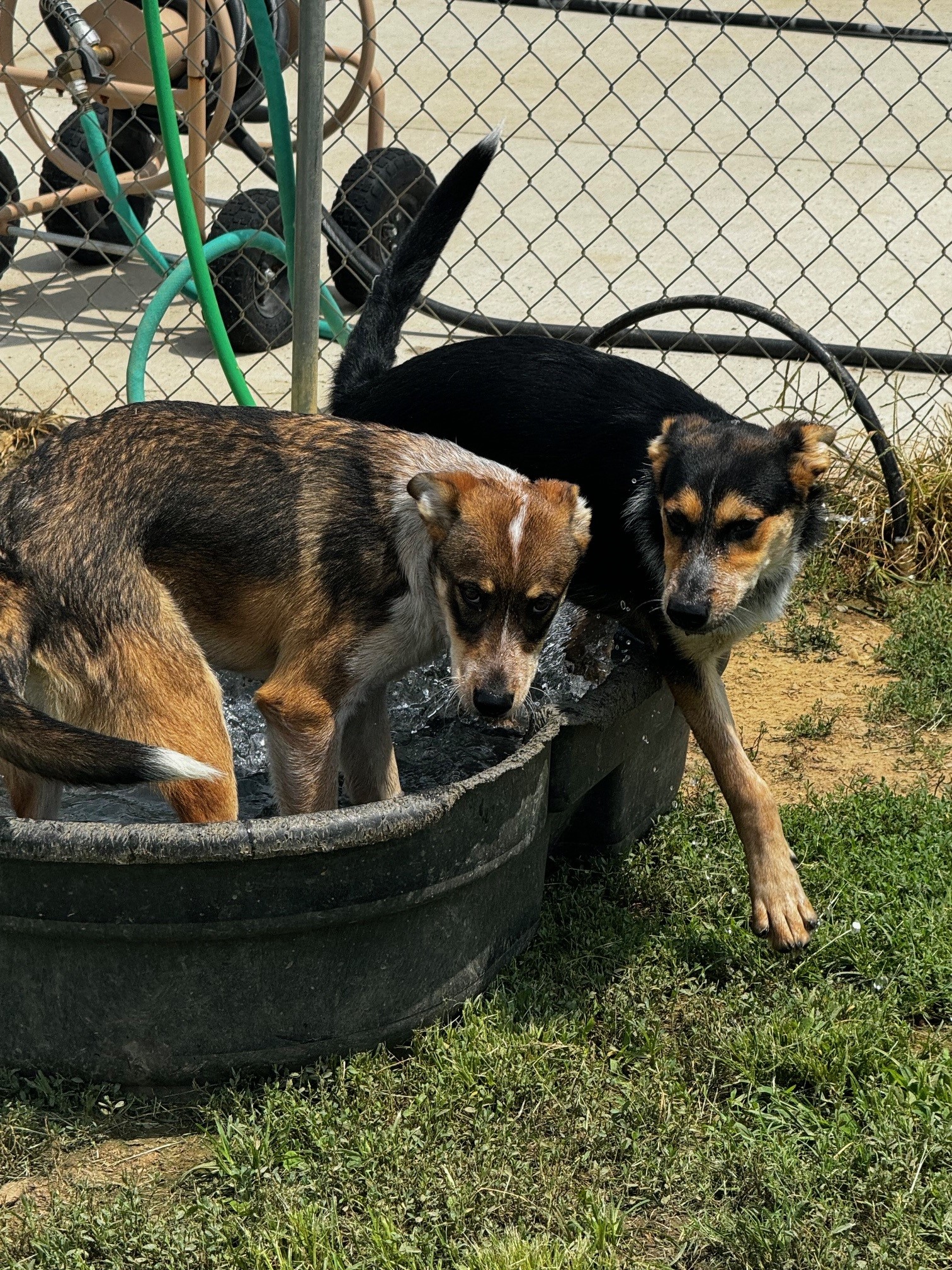 Monica, a Adoptable German Shepherd Dog in Tullahoma, TN image 6/6