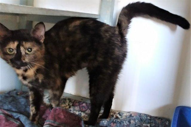 Baby's Breath, Adopted, Senior Female Domestic Short Hair.
