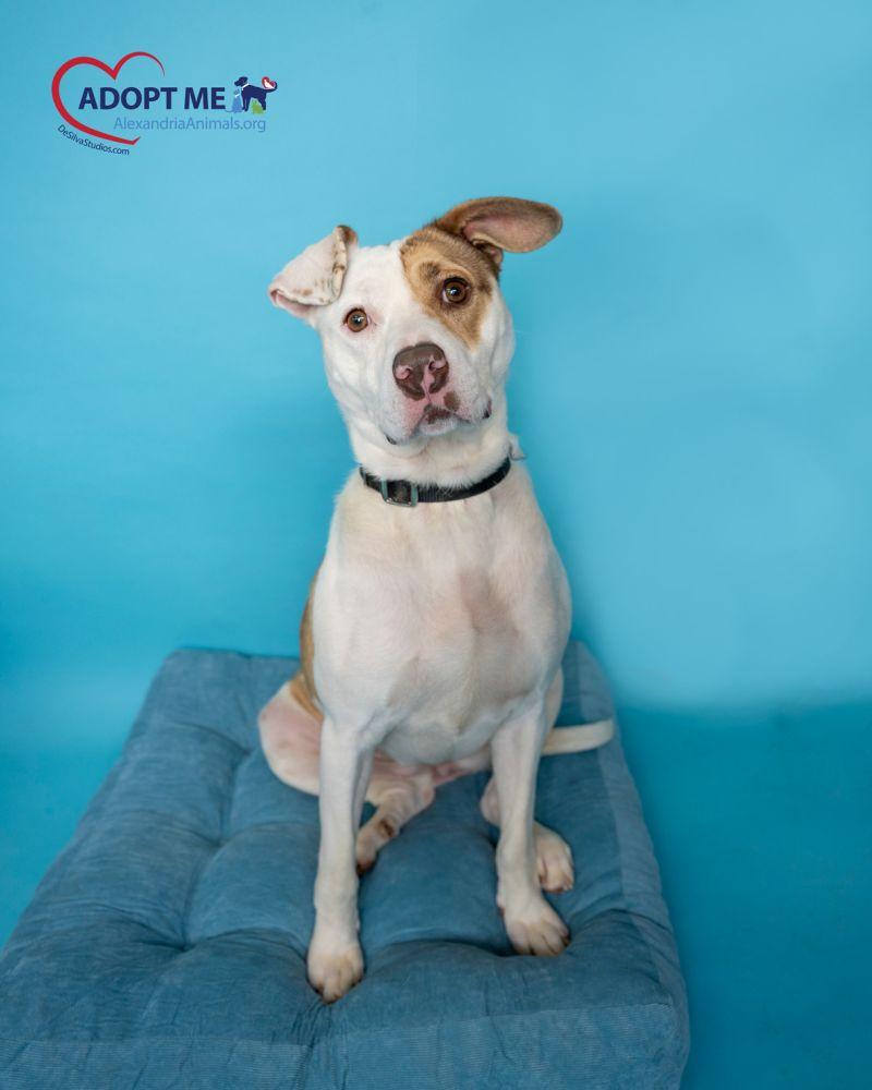 Precious, Adoptable, Young Female Mixed Breed.