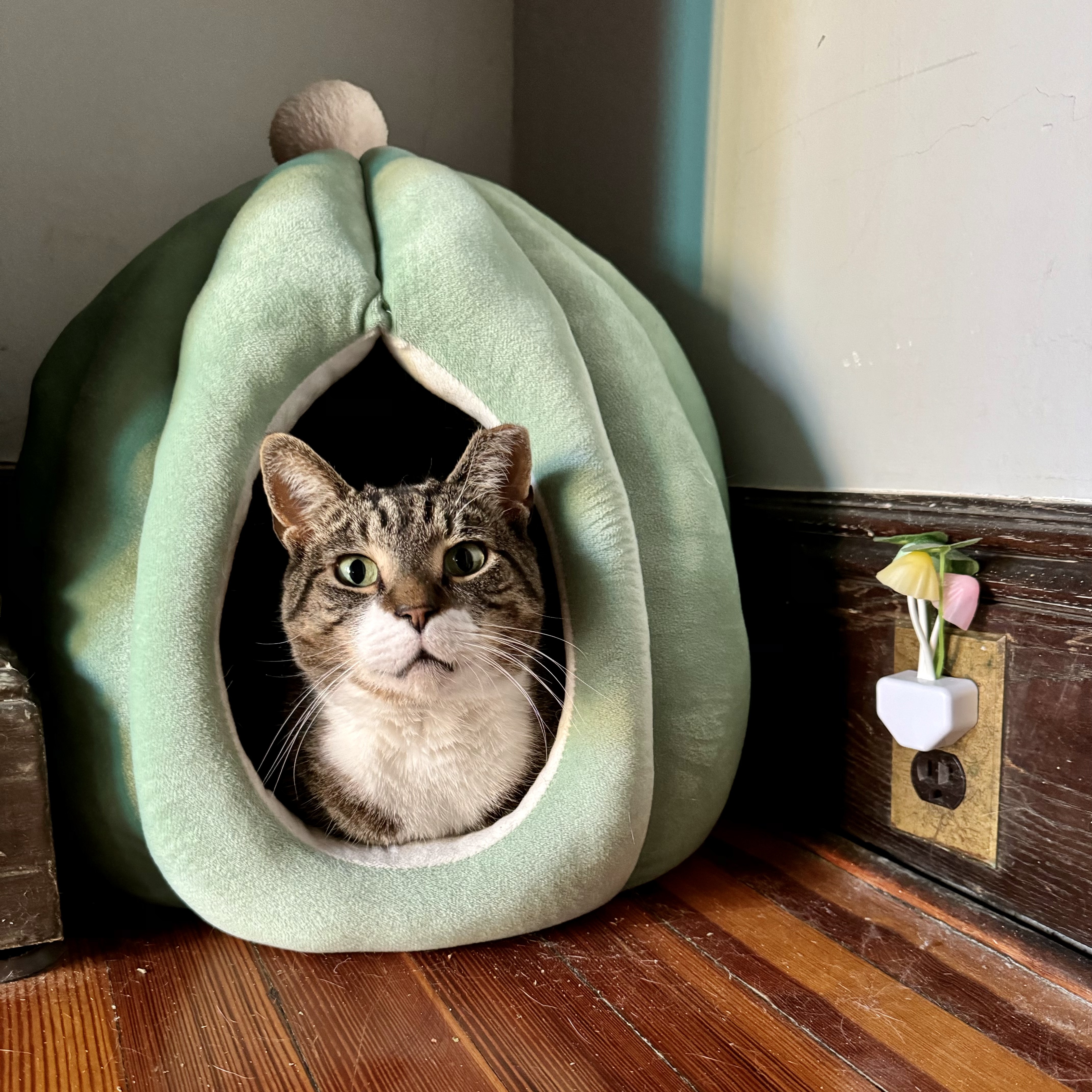 Ray, Adopted, Adult Male Domestic Short Hair.