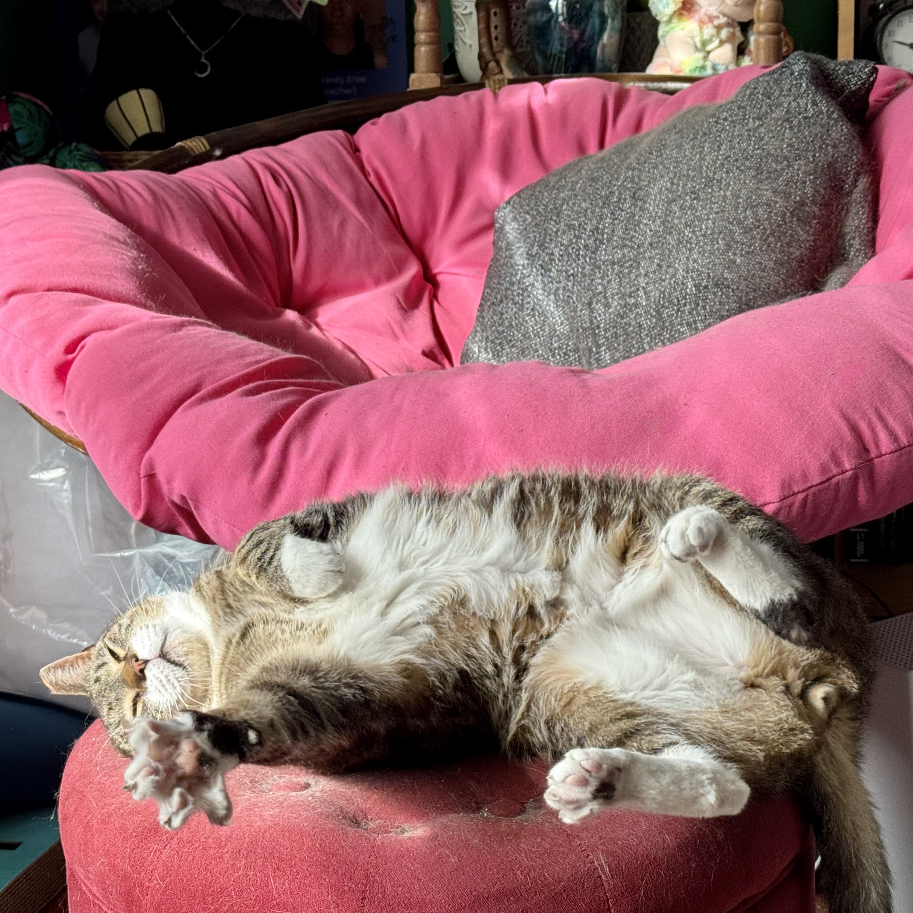 Enlarge Ray, a Adopted Domestic Short Hair in New York, NY image 2/4