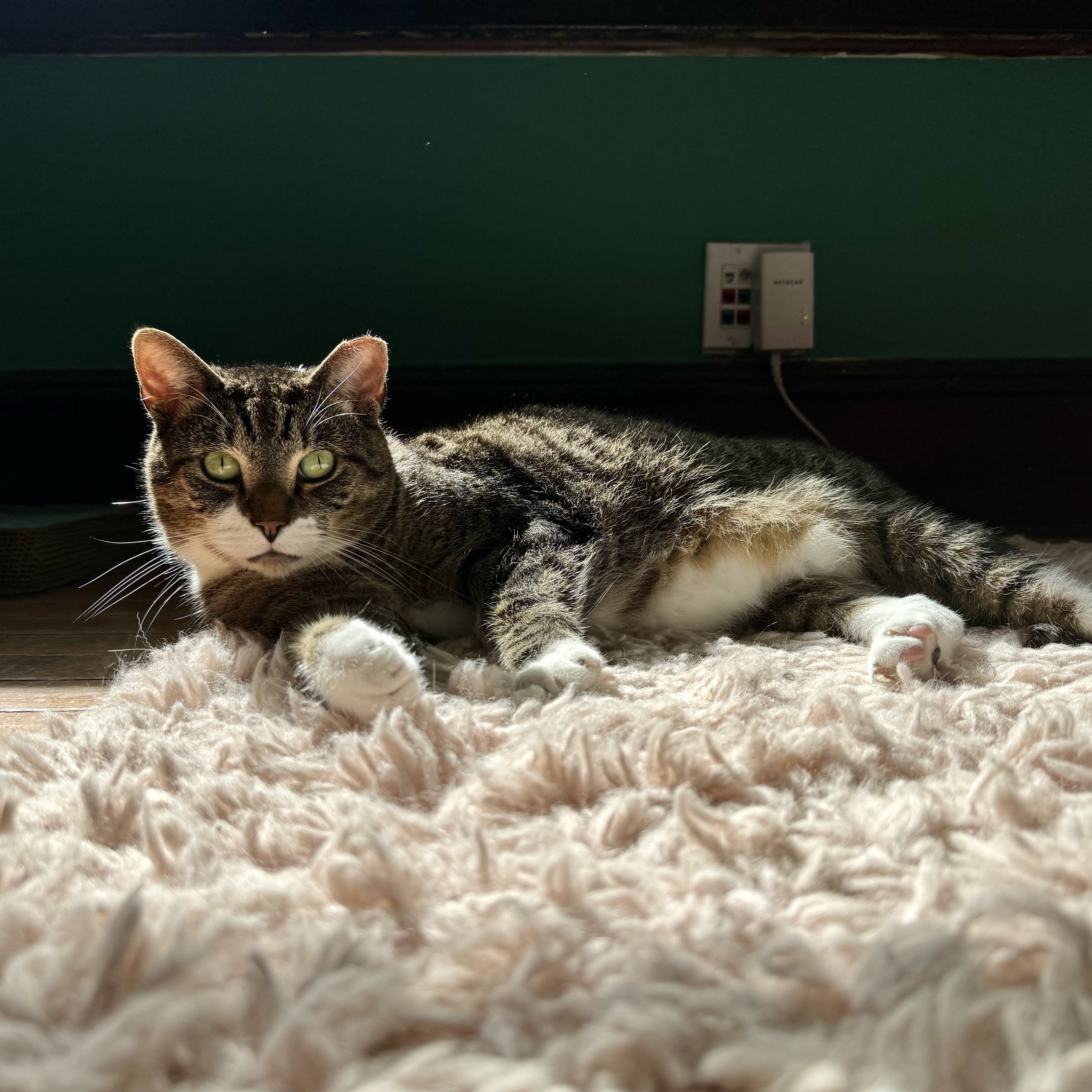 Enlarge Ray, a Adopted Domestic Short Hair in New York, NY image 4/4