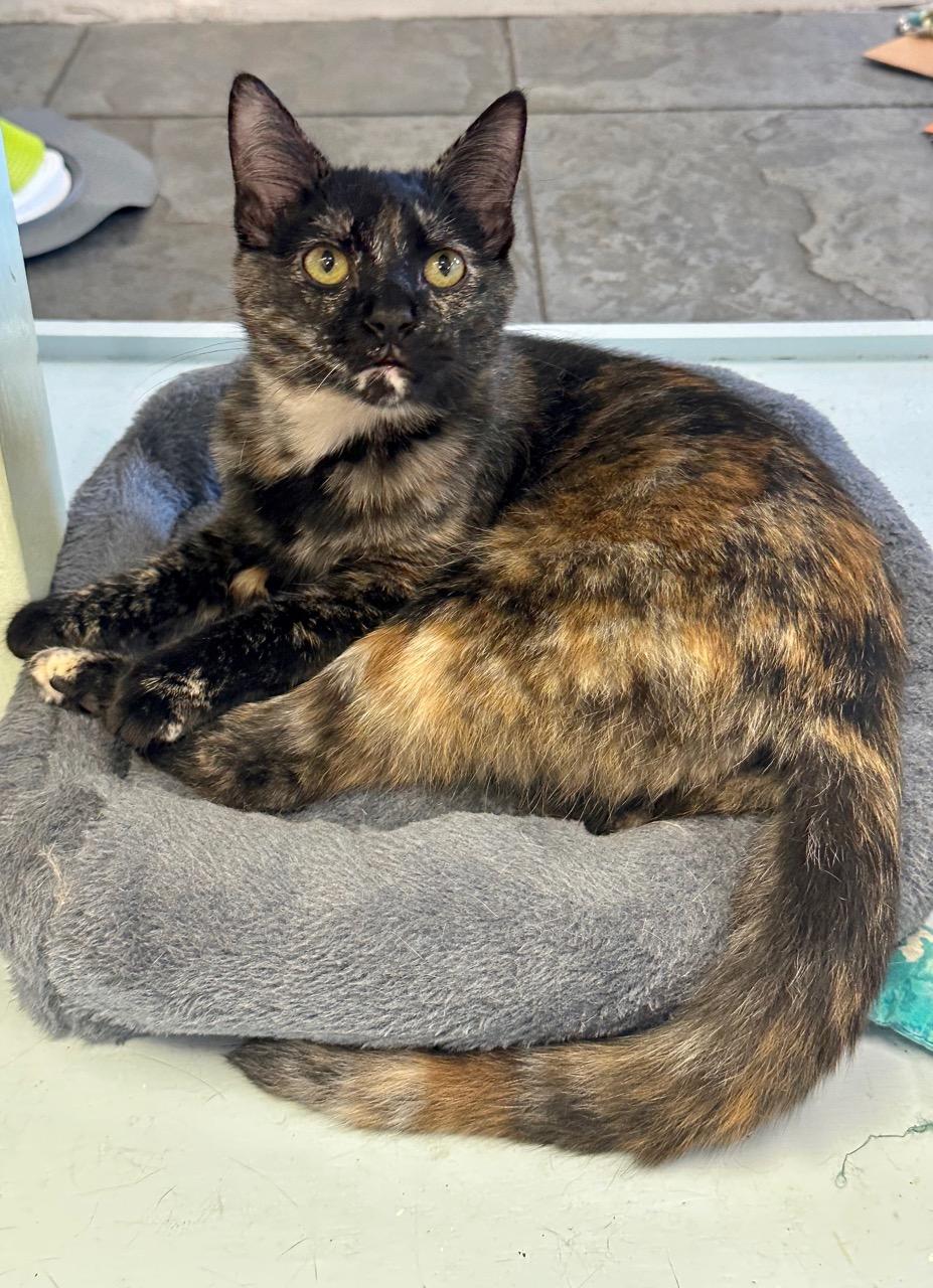 Anna, ADOPTABLE, Young Female Domestic Short Hair.