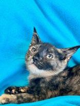 Anna, a ADOPTABLE mixed breed in Englewood, FL image 2/2