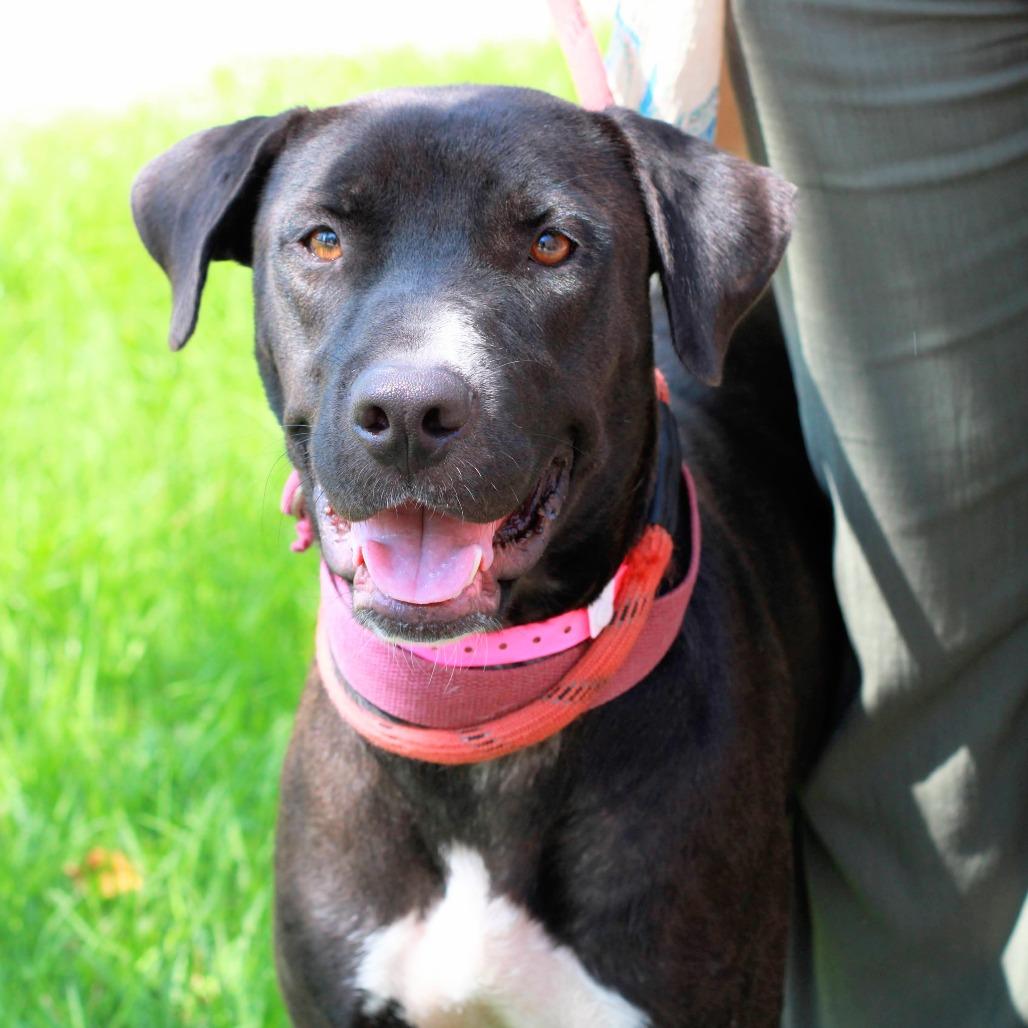 Susie, Adoptable, Adult Female Labrador Retriever & Terrier.