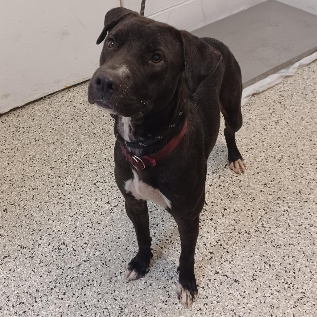 Enlarge Susie, a Adoptable mixed breed in Hattiesburg, MS image 2/2