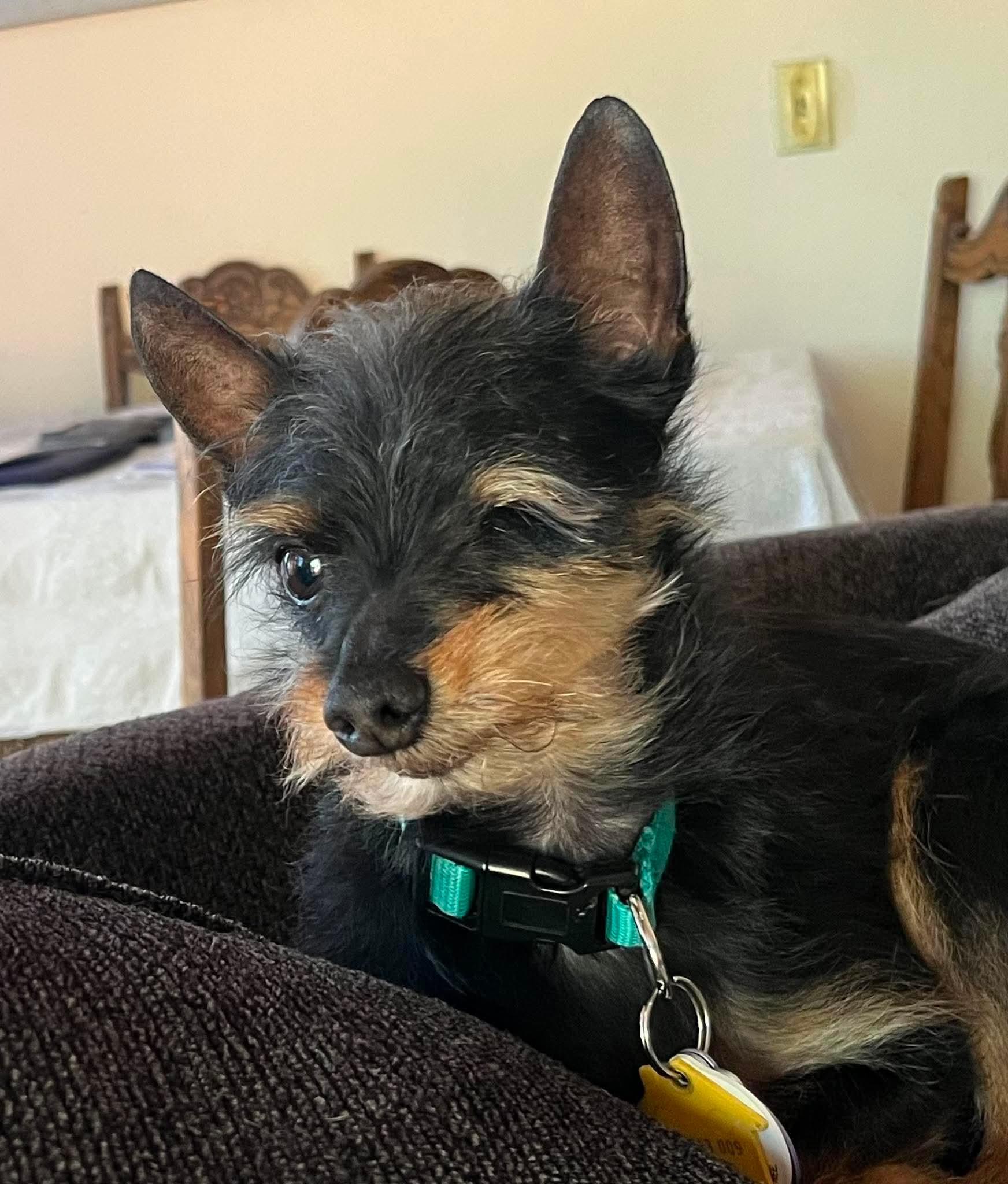 Enlarge DOC, a ADOPTABLE Affenpinscher in Abbotsford, BC image 2/4